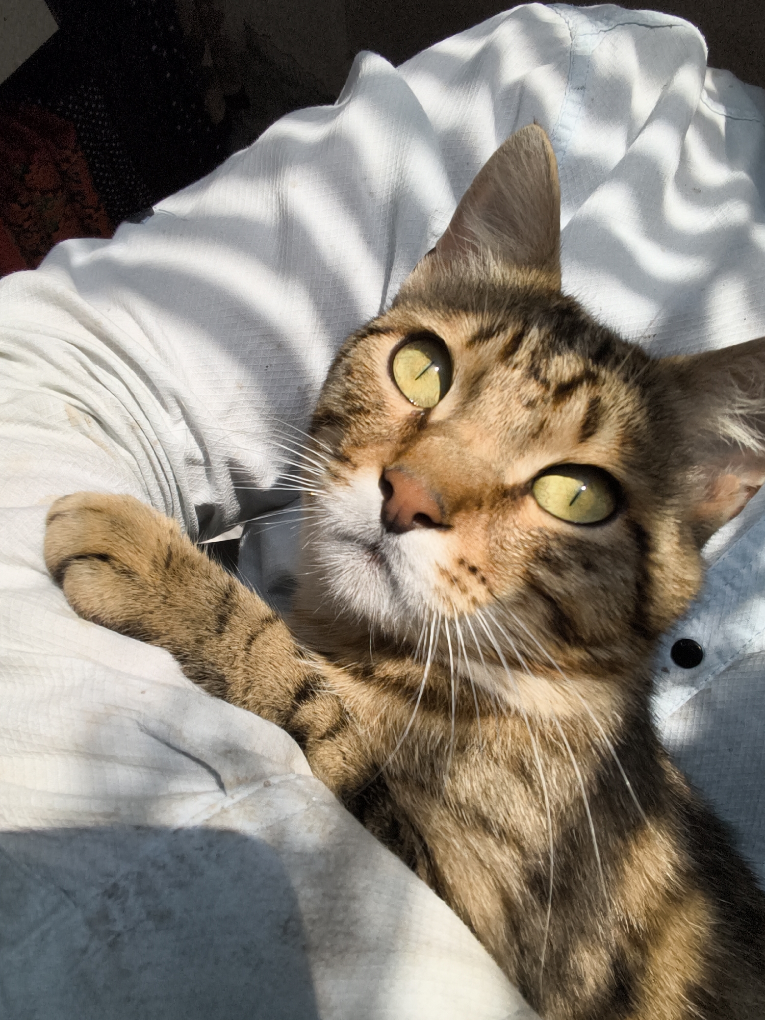 A close-up, high-angle shot shows a tabby cat with bright green eyes lying on a white fabric. The cat's head is tilted upwards and to the left, with its left paw resting on the fabric. The fabric has a textured, quilted pattern and is illuminated by a strong light source, casting striped shadows across it. The cat's fur is a mix of brown, black, and tan stripes. The background is dark and out of focus. The image appears to be taken indoors, possibly in a home.
