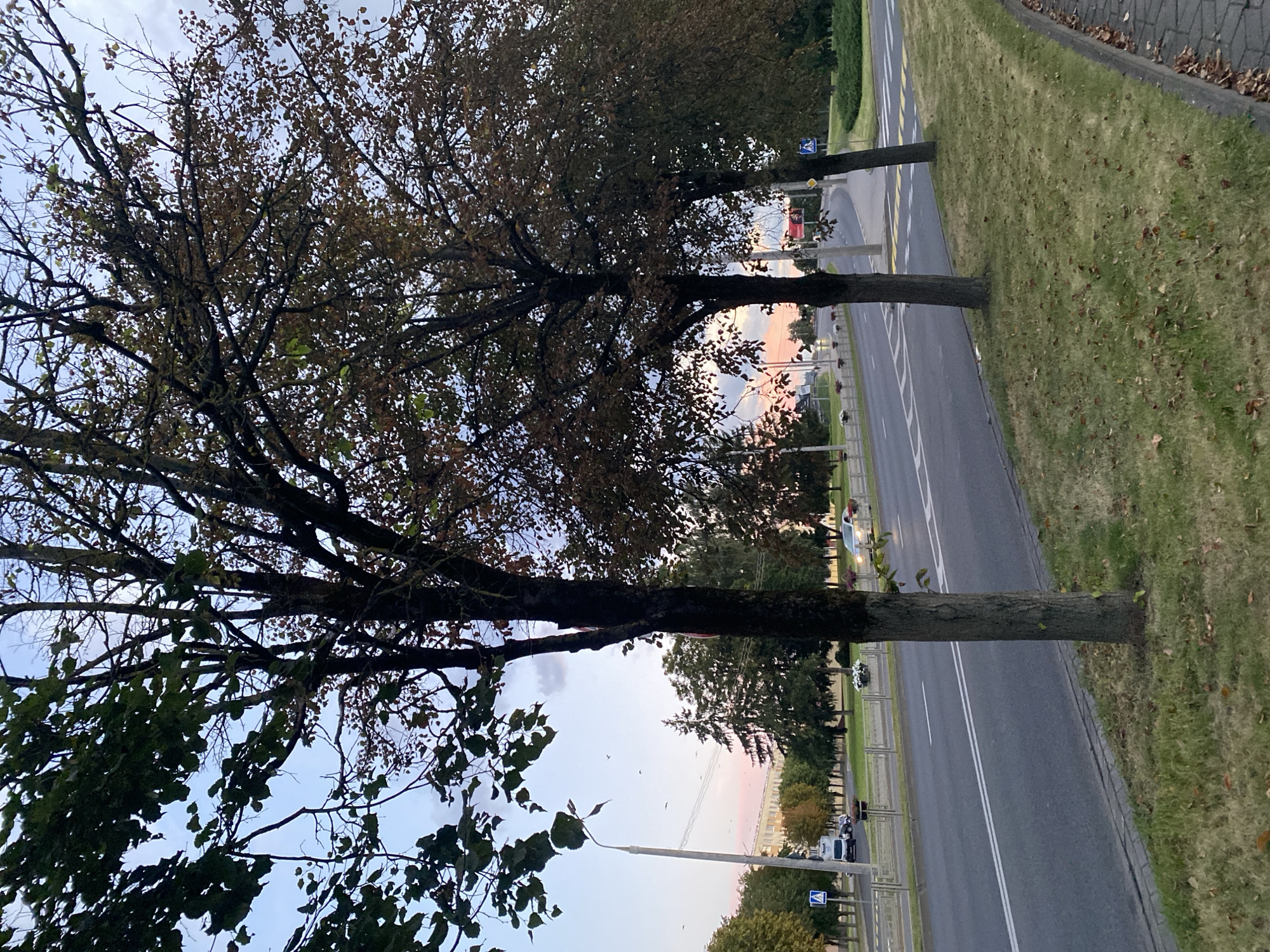 The image depicts a roadside scene in Lida, Belarus, likely during twilight. In the foreground, the rough bark of two mature trees with sparse, autumn-colored leaves dominates the right side of the frame. The trees stand on a grassy embankment bordering a multi-lane asphalt road. Fallen leaves are scattered across the grass. The road itself is mostly empty, with a few cars visible in the distance. A pedestrian crossing marked by yellow stripes is present on the road. Across the road, a row of deciduous and coniferous trees forms a green backdrop, with some buildings peeking through. A lamppost stands on the left side of the road. The sky above is a soft gradient of blue, transitioning to hues of pink and orange near the horizon, suggesting the sun is either rising or setting. Several small birds are visible in flight against the sky. The overall atmosphere is calm and serene, typical of a quiet urban street at the end of the day.