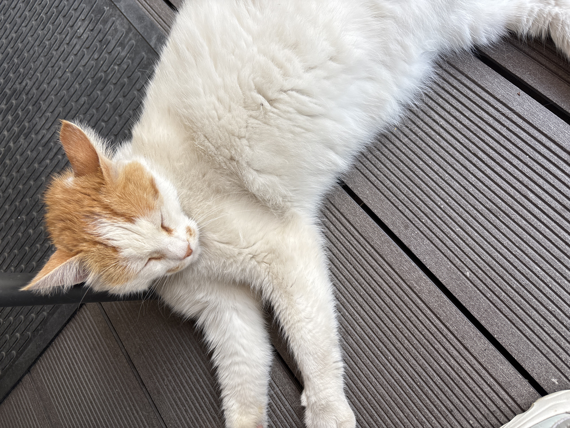 A white domestic feline, featuring ginger-orange fur on its ears and the top of its head, is observed sleeping on a dark brown, ribbed composite decking surface in Gotse Delchev, Bulgaria. The cat's eyes are closed, and its head is oriented towards the upper right of the frame, resting on the deck. Its body extends diagonally across the lower and central portions of the image, with its front paws stretched towards the left. A dark, cylindrical object, likely a furniture leg, is partially visible behind the cat's head. Adjacent to this object, a section of dark grey flooring with a repeating textured pattern is present. In the bottom-left corner of the image, the front portion of a white fabric shoe is partially visible.