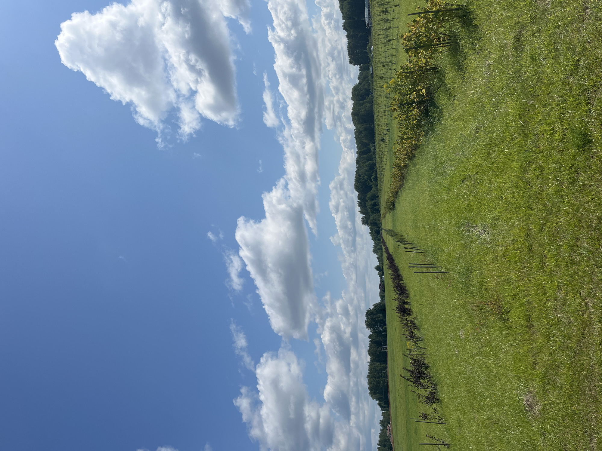The image depicts a rural landscape under a bright blue sky dotted with fluffy white clouds. A well-maintained grassy field stretches towards a line of trees in the distance. Rows of plants, possibly berry bushes, are visible along the sides of the path leading into the distance. The scene appears to be located in Akhlebaikha (Kovriginskii S/S), Russia, a rural settlement.
