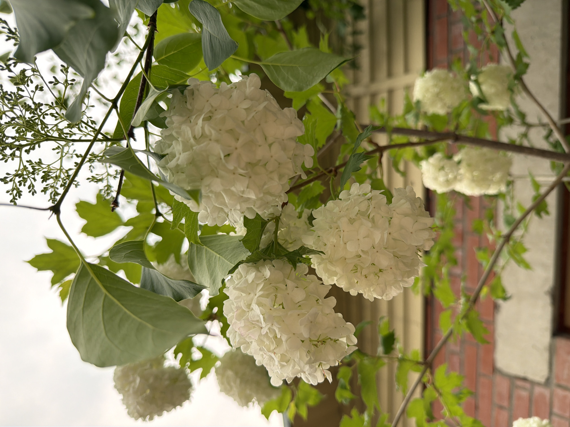 In Sukhaya, Russia, a close-up, low-angle shot captures a cluster of large, spherical white flowers, likely Snowball Hydrangeas (Viburnum opulus 'Roseum'), in bloom. The flowers, composed of numerous small, densely packed florets, hang from thin, brown branches interspersed with green leaves. The background reveals a rustic setting: a brick wall with a lighter-colored horizontal band above it, followed by a wall with horizontal siding, all under a bright, overcast sky. The overall impression is a serene, natural scene set against a man-made backdrop.
