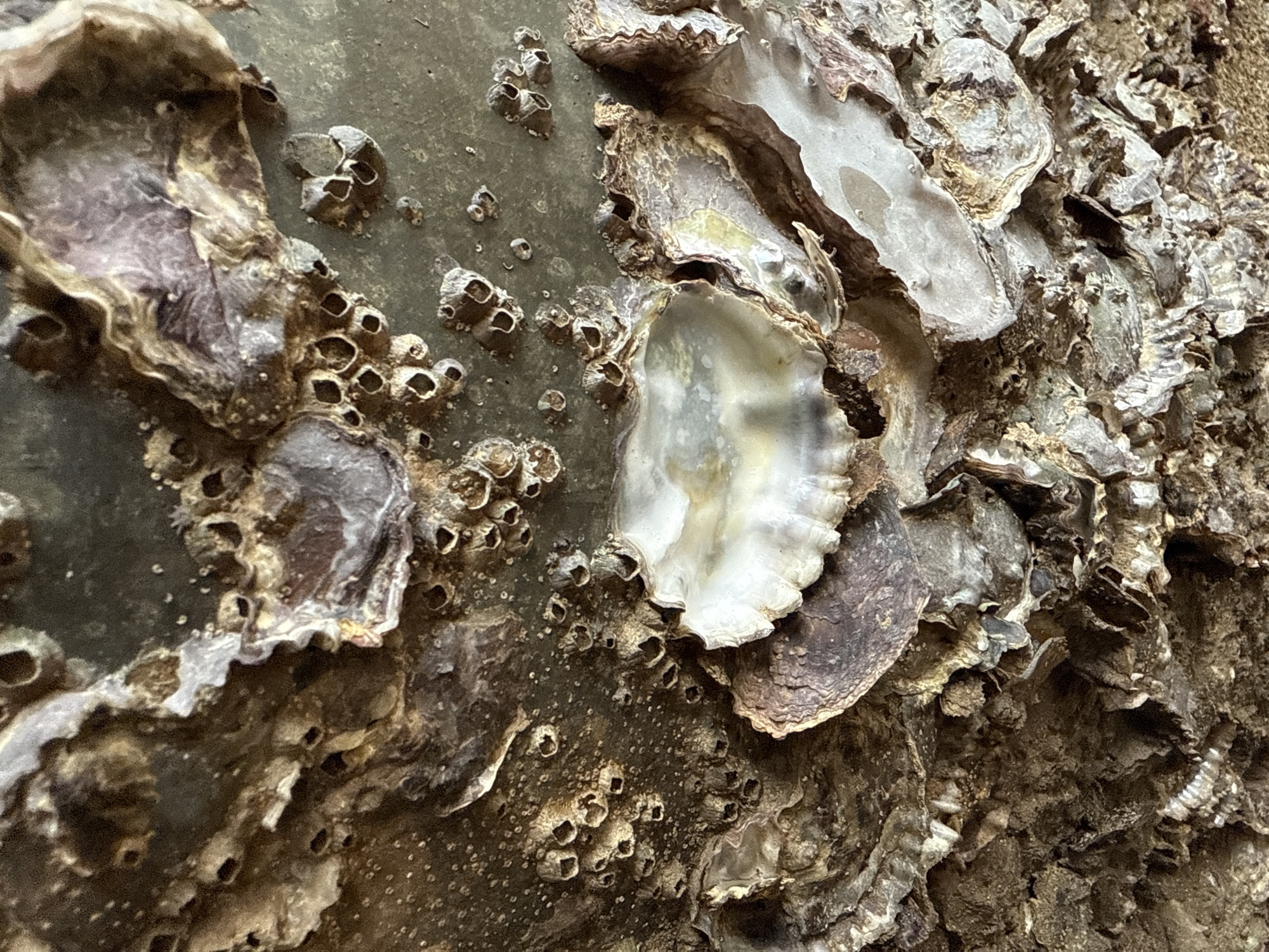 The image is a close-up, low-angle, full-frame shot of oyster shells encrusted with barnacles on a dark, textured surface. The oyster shells are layered and broken, exhibiting iridescent pearly interiors and rough, weathered exteriors. Barnacles cluster in various sizes, some appearing as small, rounded formations with openings, while others are larger and more irregular. The overall color palette is dominated by muted earth tones, browns, grays, and off-whites, with hints of purple and yellow within the shells. The surface appears to be wet, with some areas reflecting light. The scene suggests a marine or coastal environment, possibly a seawall or a rocky outcrop. There are no people or animals visible in the image, and no specific identifiable landmarks are present to pinpoint a location within Kuta Selatan, Indonesia. The image focuses entirely on the texture and detail of the shells and barnacles.