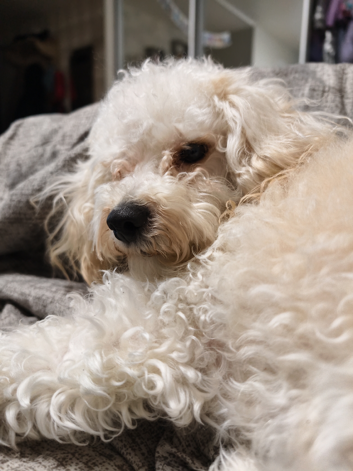 This close-up shot features a small to medium-sized dog, likely a poodle or poodle mix, with fluffy, curly cream-colored fur. The dog is captured in a state of repose, resting comfortably on a soft, gray blanket or upholstered surface. Its head is slightly turned, with one dark eye visible and partially closed, conveying a sense of peace and relaxation. The dog's black nose stands out distinctly against its light-colored fur.
The background is softly blurred, indicating a shallow depth of field that keeps the primary focus on the animal. Hints of an indoor setting are visible in the background, possibly showing reflections or indistinct furniture, suggesting a domestic environment within Chaikovsky, Russia. The lighting is soft and even, consistent with indoor ambient light. There are no other subjects, specific activities beyond resting, or visible text in the frame. The overall mood of the image is calm and serene.