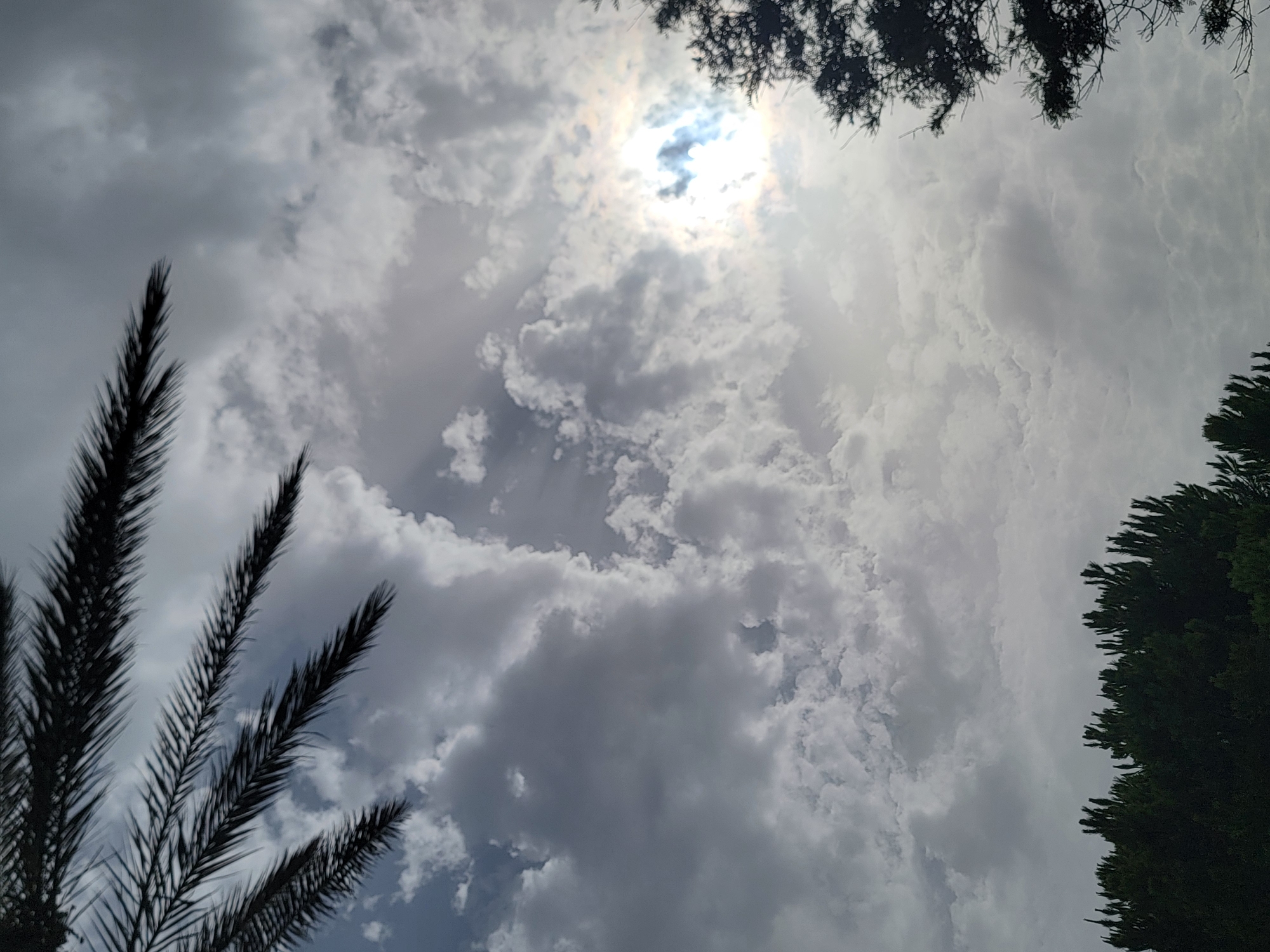 The image depicts a cloudy sky with patches of sunlight breaking through in Quarteira, Portugal. In the foreground, silhouettes of palm fronds are visible in the upper left corner, and pine trees are seen in the lower portion and right side of the frame. The sky is filled with various cloud formations, ranging from dark, dense clouds to lighter, wispy ones, with a bright sun glinting through. The overall impression is that of an overcast day with intermittent sunshine. There are no people or specific urban features visible to indicate a precise location within Quarteira.