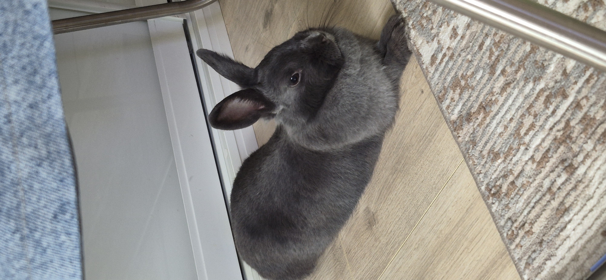 A grey rabbit is lying on a wooden floor in front of a light-colored baseboard. To the left of the rabbit is a section of blue denim fabric. In the foreground, the edge of a patterned rug is visible. The rabbit is facing to the right, with its ears perked up and its eyes open. There are no people visible in the image. The scene appears to be indoors, likely in a residential setting.