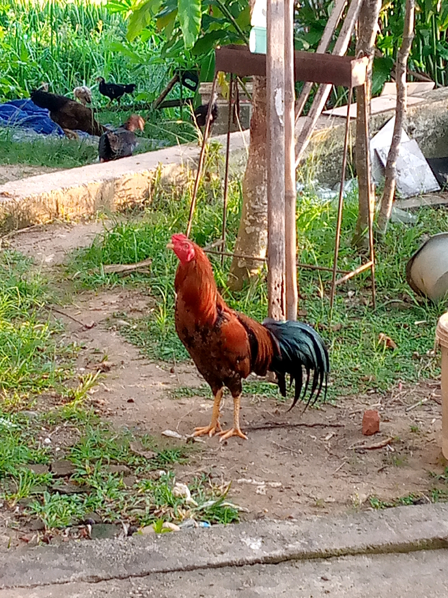 The image depicts a rooster standing on a dirt path, with its head turned to the left and its beak open. The rooster is predominantly brown and black with iridescent green tail feathers. In the background, there is lush green vegetation, including tall grass and leafy plants. Several other chickens, including chicks, are visible in the background, some clustered together and others scattered. A blue tarp is spread on the ground near some of the chickens. There are also wooden posts and beams, suggesting some sort of structure. In the far right, a large metal basin and part of a bucket are visible. The scene appears to be an outdoor environment, likely a rural or semi-rural area, given the presence of livestock and abundant vegetation. The lighting suggests it is either early morning or late afternoon, with the sun casting shadows. The location is identified as Kutaglumpang, Indonesia.