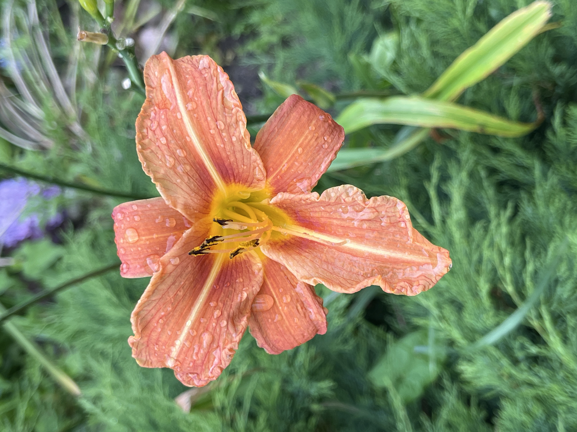 A close-up, vertically oriented, eye-level shot captures a single, dewy, orange daylily in bloom. The flower, with its ruffled petals, is centered in the frame. Water droplets cling to its surface, reflecting light. The stamens and pistil are visible in the flower's center. The background is a blur of green foliage, characteristic of a garden setting. The location is Pionersky, Russia, implying an outdoor environment, possibly a park or private garden. No people are present in the image. The lighting suggests it may be overcast or early morning, as there are no harsh shadows.