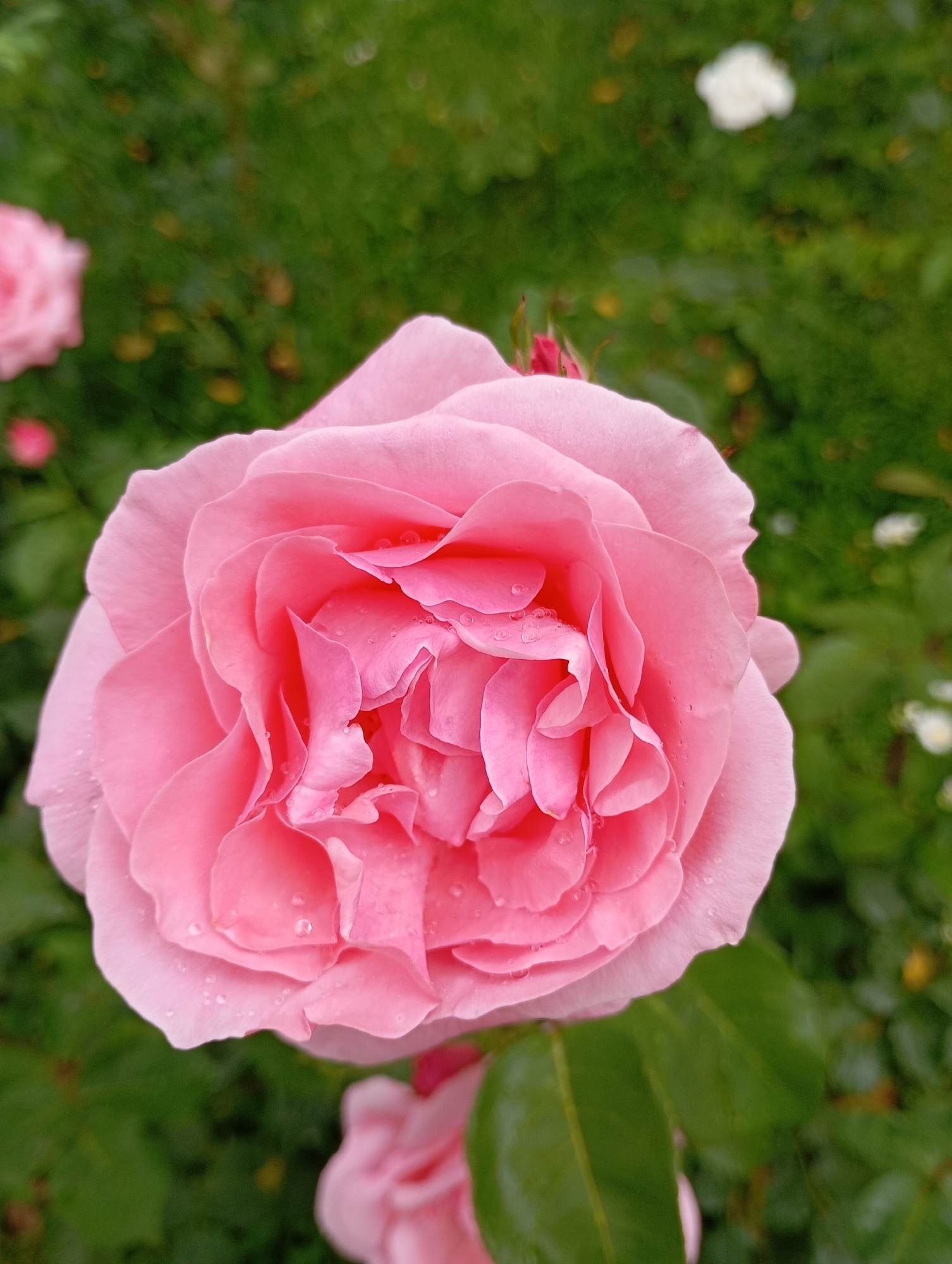 This is a close-up photograph of a single, fully bloomed pink rose with water droplets on its petals. The rose is the primary subject and is positioned in the center and lower portion of the frame. Its petals are soft, ruffled, and layered, displaying a gradient of pink hues from a deeper shade in the center to a lighter shade on the outer edges. The background is a blur of green foliage, indicating it is an outdoor setting, likely a garden. In the upper left corner, another blurred pink rose can be seen. In the upper right portion of the background, a small, out-of-focus white flower is visible.
There is no information available to suggest this image is located in the city of Goryachiy Klyuch, Russia. The image depicts a natural scene.