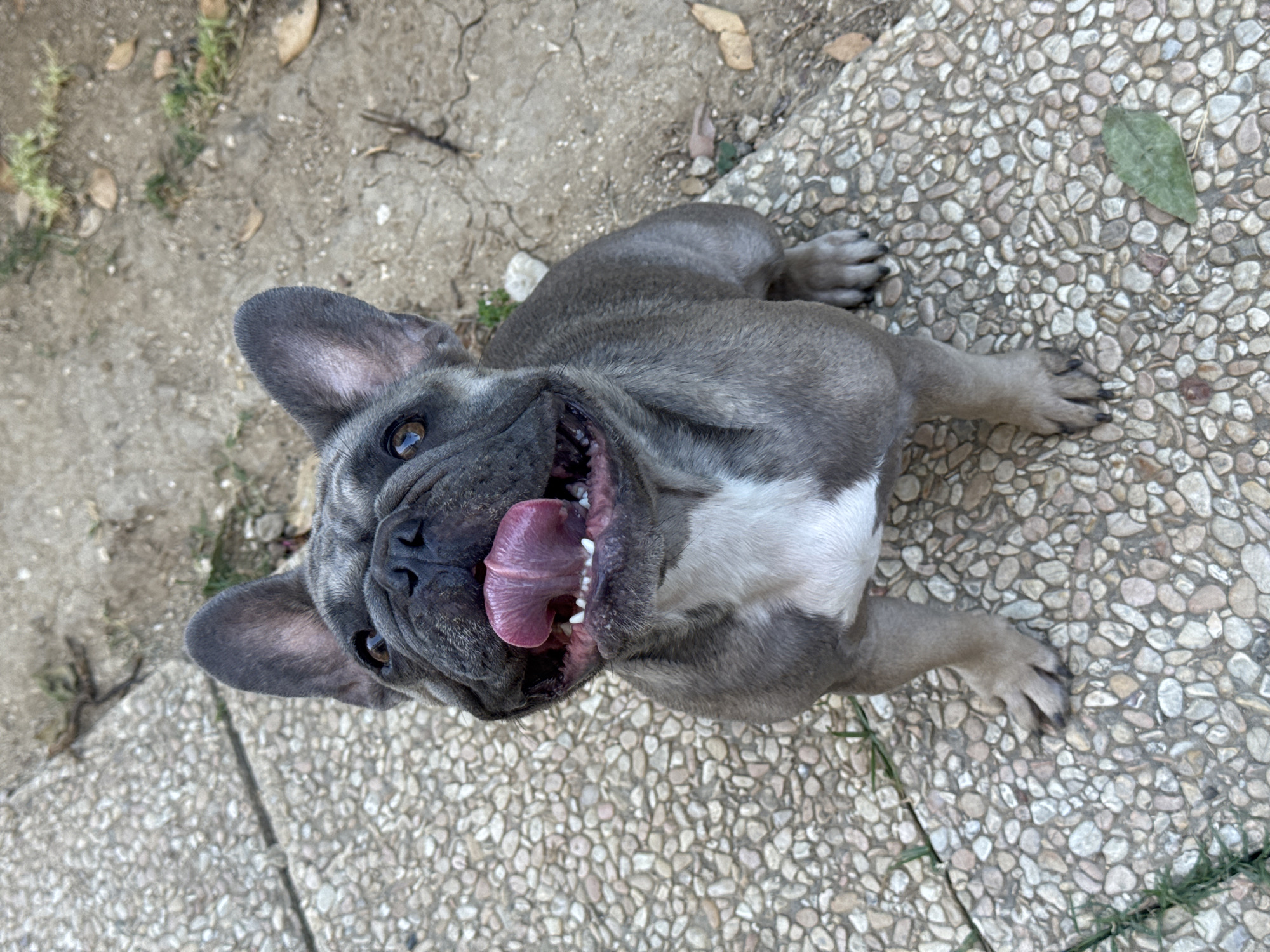 A grey French bulldog with a white chest is sitting on a pebble-strewn path. The dog is looking up with its mouth open and tongue hanging out, appearing to pant. Its ears are perked up. The background consists of dry dirt with some scattered leaves and twigs. The scene is outdoors. There is no indication of San Benedetto del Tronto, Italy.