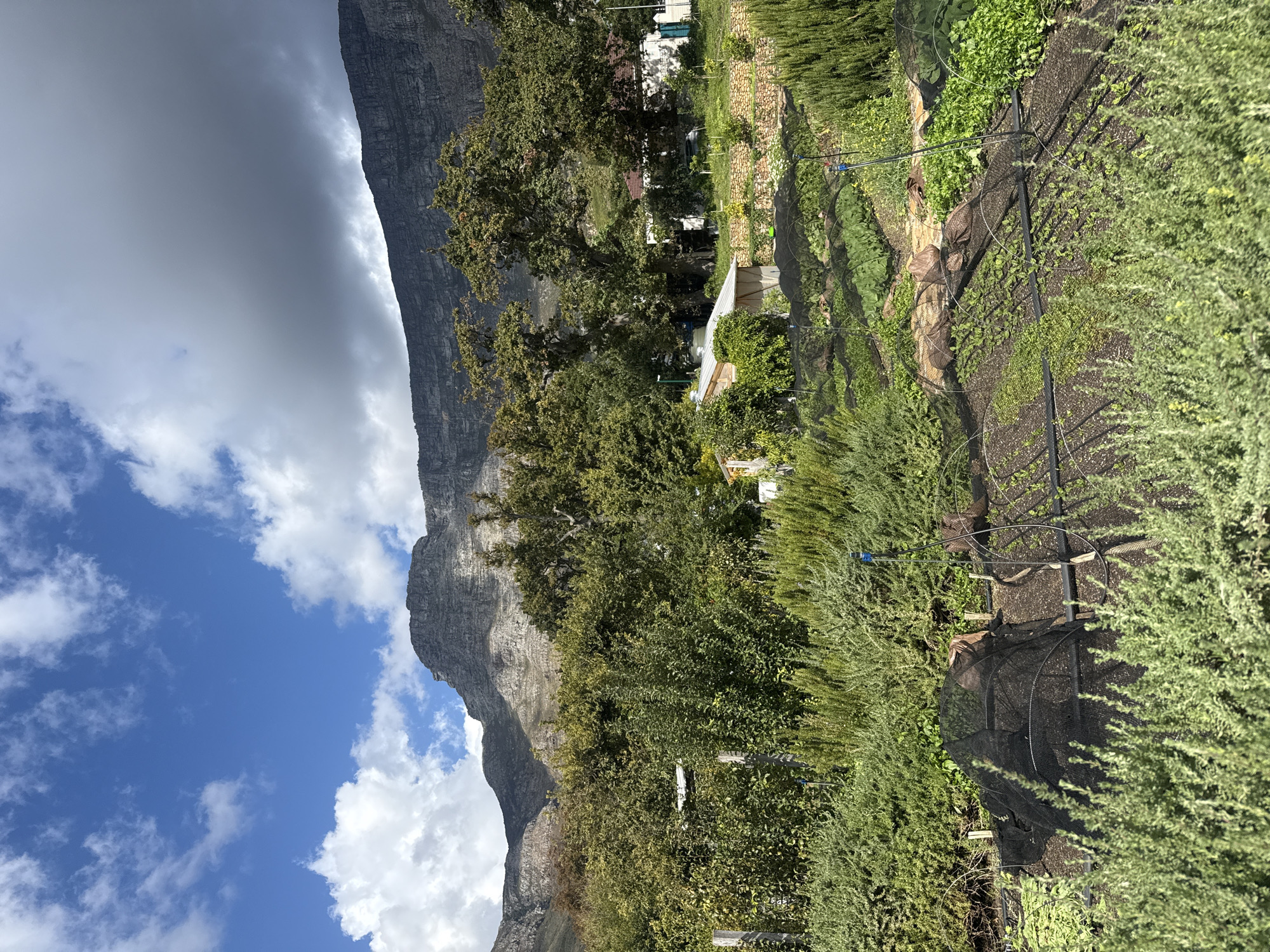 The image depicts a view in Cape Town, South Africa, with Table Mountain prominently displayed on the left. The foreground is filled with a garden or agricultural area, featuring plants, possibly crops, and irrigation systems. Mesh netting is also visible. Scattered trees and buildings are nestled among the greenery. The sky is partly cloudy, with patches of blue. The overall scene captures a blend of natural landscape and cultivated spaces against the backdrop of the iconic mountain and sky.