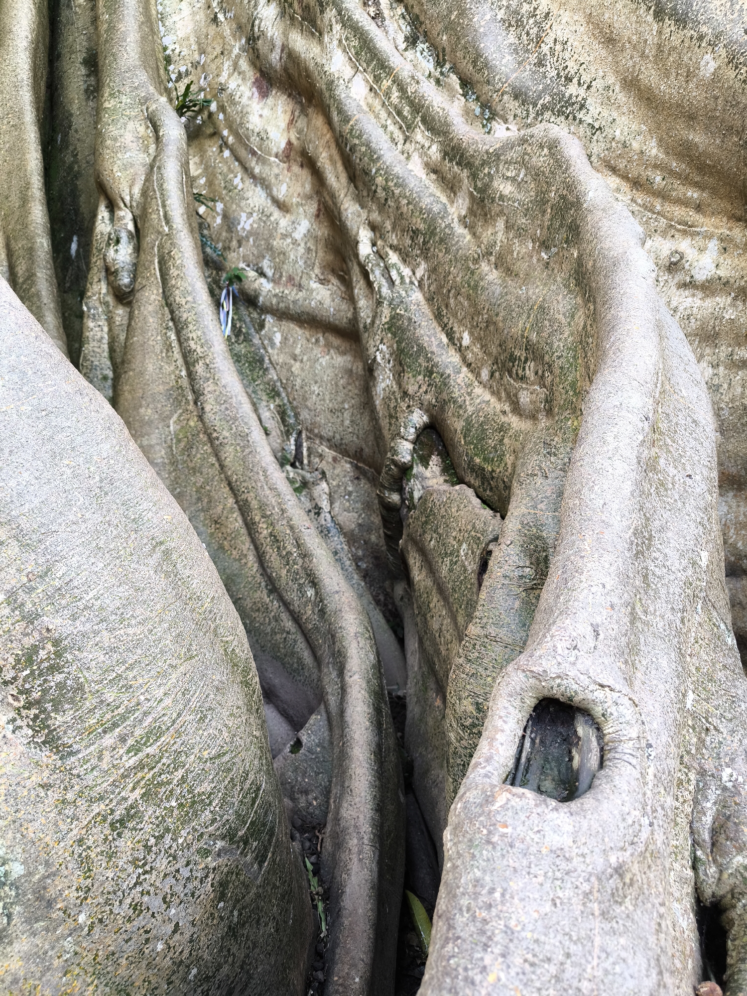 The image depicts the close-up of a large tree trunk with prominent, interwoven roots. The bark is a light grayish-brown, with textured surfaces and some visible moss or lichen growth in greenish patches. A small hole is visible in the rightmost root. The background is blurred, but it appears to be part of the same tree. The location is in Tua, Indonesia.