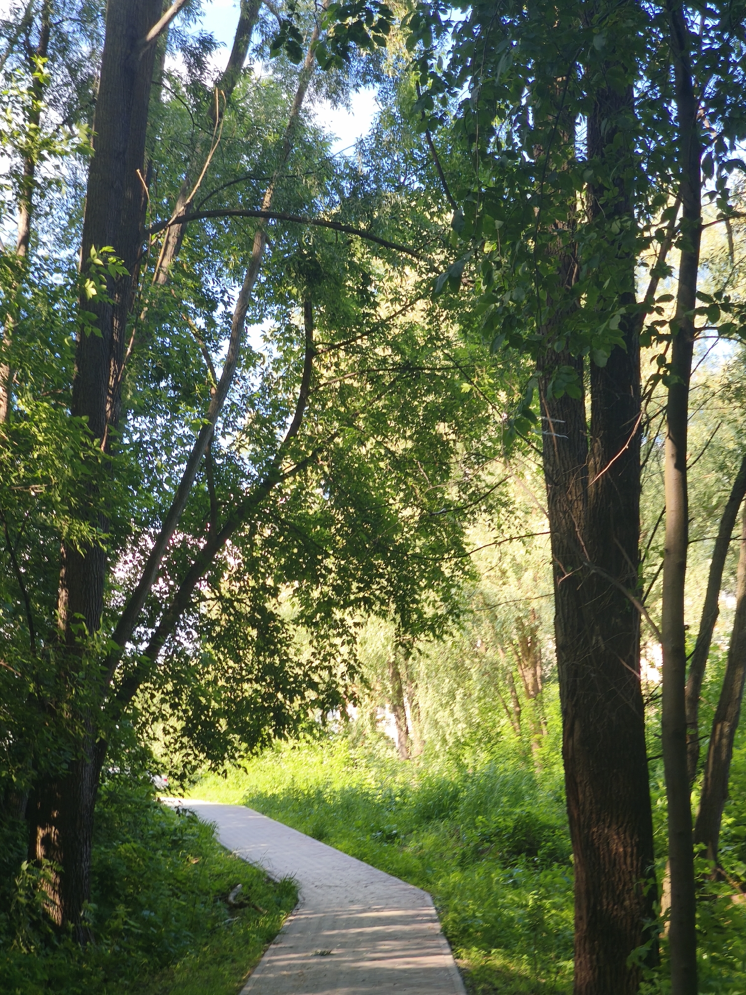 The image depicts a paved walking path curving through a sun-dappled park or forest. Tall trees with dense green foliage line both sides of the path, with sunlight filtering through the leaves. The ground beside the path is covered in lush green grass and smaller plants. The scene appears to be peaceful and natural. The location is identified as Yoshkar-Ola, Russia. There are no people or animals visible in the image.