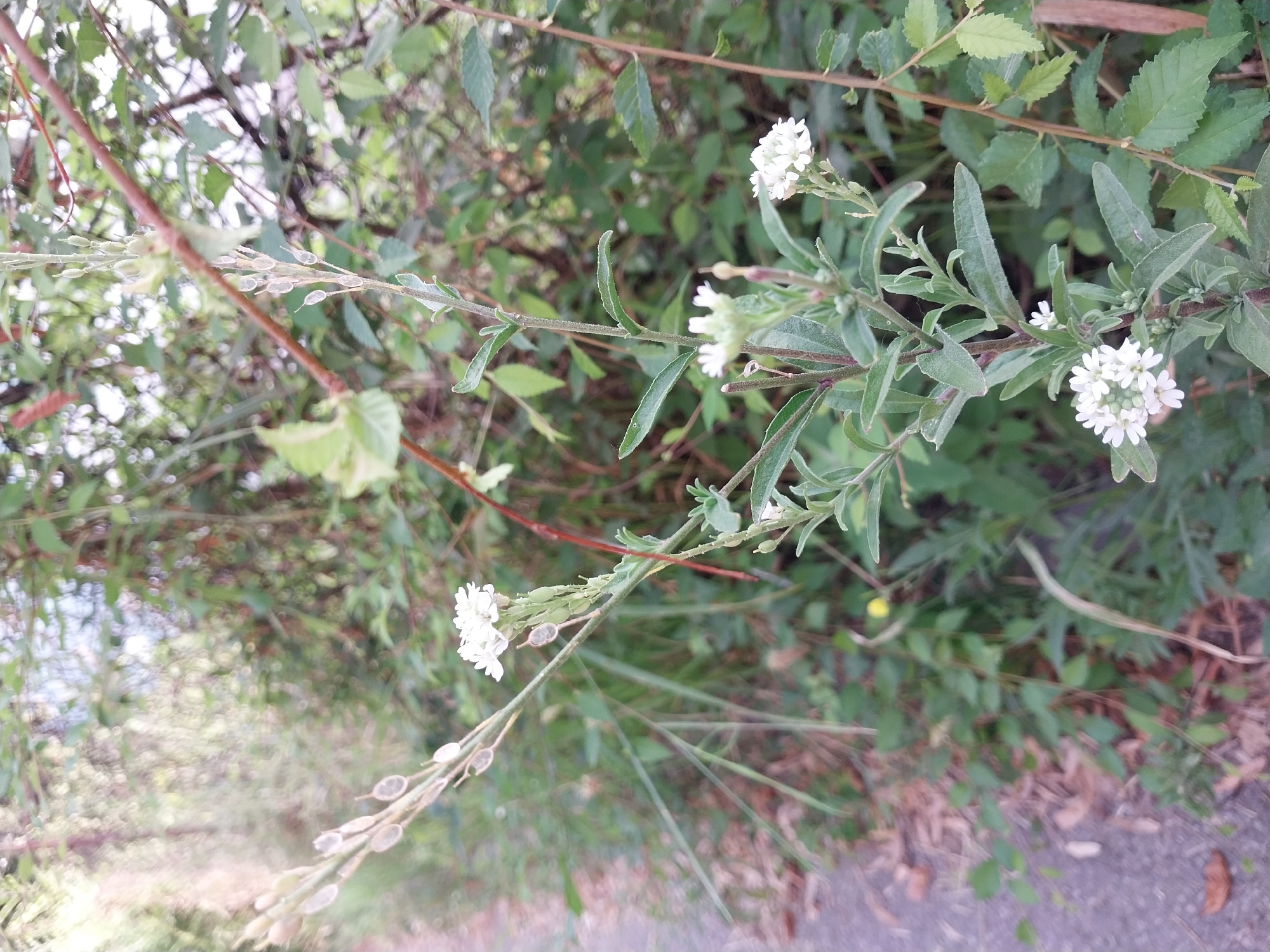 The image shows a close-up view of a flowering plant with small white blossoms and green leaves. The plant is positioned to the right of a paved path, with a blurred background of trees and foliage. The lighting suggests it is daytime. The specific location within the city of Dnipro, Ukraine, cannot be determined from the image alone.