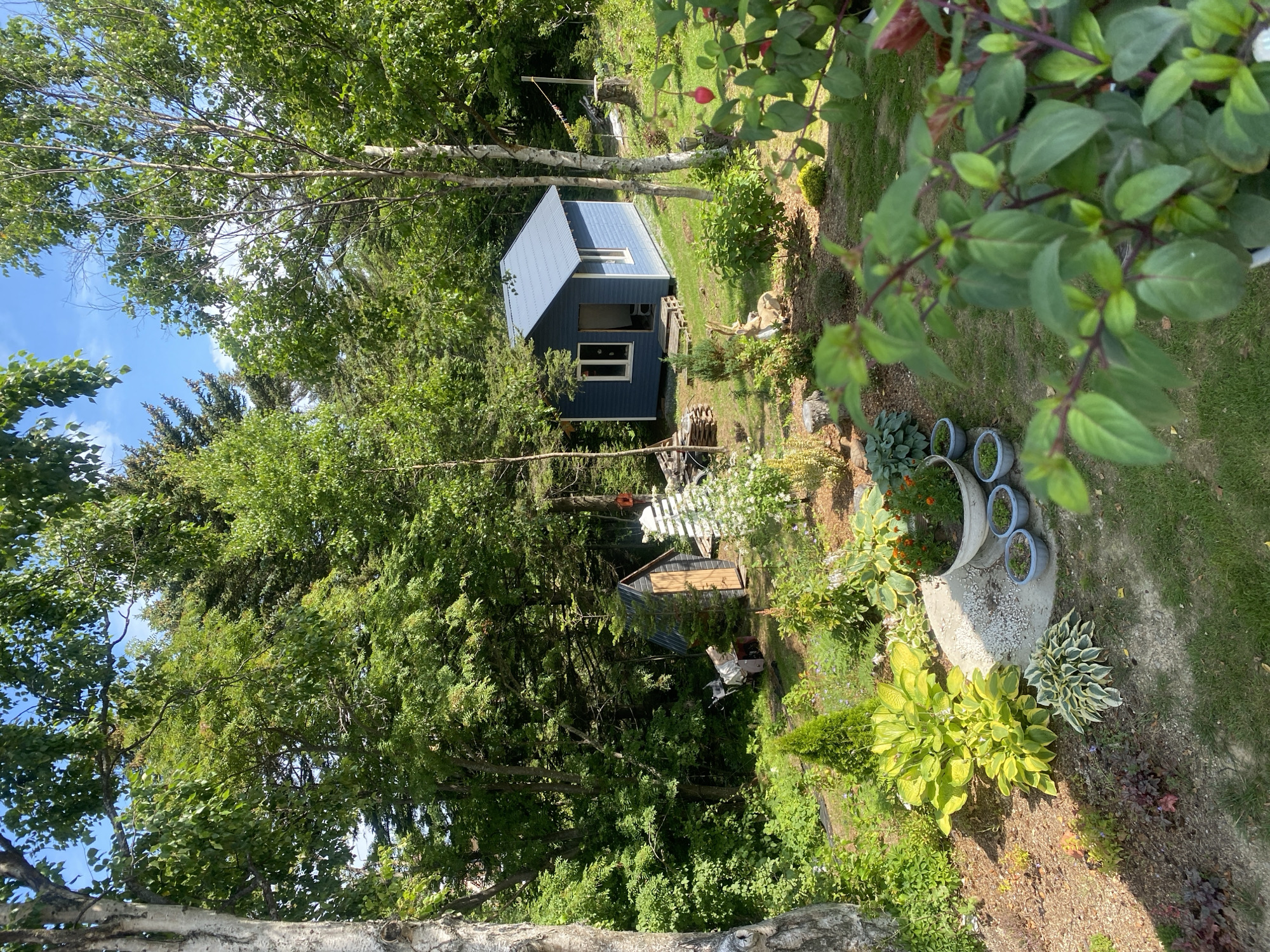 The image depicts a tranquil, sun-drenched outdoor scene likely in Tret'ya Pad', Russia. In the foreground, lush green foliage, possibly a flowering plant with fuchsia-like blooms, dominates the lower right corner. To the left, a well-maintained garden features a variety of plants, including bright yellow hostas and variegated varieties, interspersed with small evergreen shrubs and gravel pathways.
Further into the scene, a small, light blue shed with a dark roof stands as a focal point. It has two windows and an open doorway. Adjacent to the shed is a smaller, darker wooden structure with a peaked roof. In the mid-ground, a collection of potted plants, including some with orange flowers, are arranged on a pathway. A decorative garden statue, resembling a seated rabbit, is positioned near the shed.
The background is a dense forest of deciduous and coniferous trees, creating a sense of seclusion and natural beauty. Sunlight filters through the leaves, casting dappled shadows on the ground. The sky is a clear blue with a few wispy clouds. The overall impression is one of a peaceful, rustic retreat nestled within a natural landscape. There are no people or animals visible in the image.