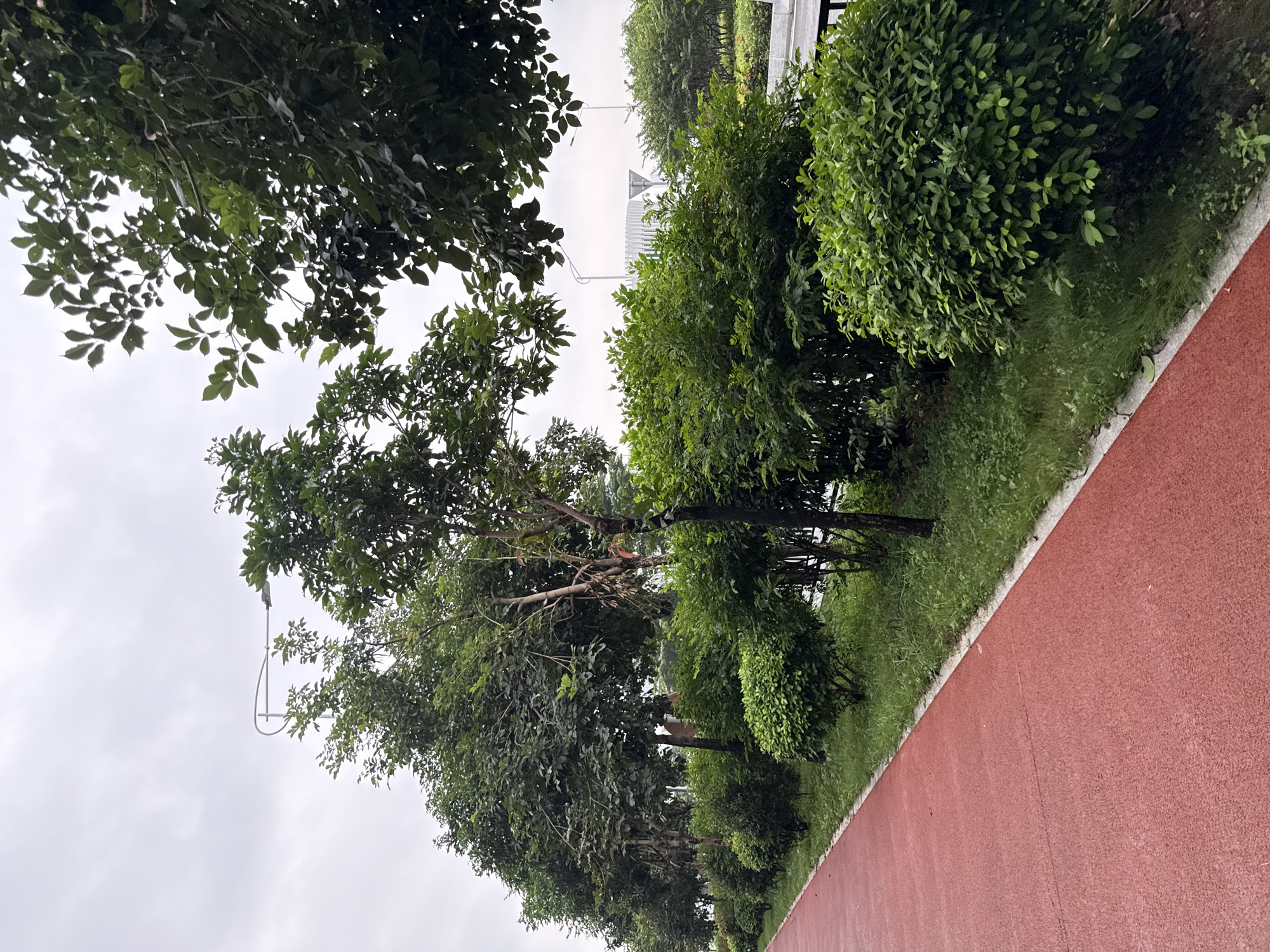 A red asphalt path runs along the left side of the image, bordered by a strip of green grass. To the right of the path, a row of lush green bushes is planted, with several trees of varying heights interspersed amongst them. In the background, a modern building with a circular design and white vertical elements is visible, along with streetlights. The sky is overcast with clouds. The scene appears to be an outdoor recreational area or park.
