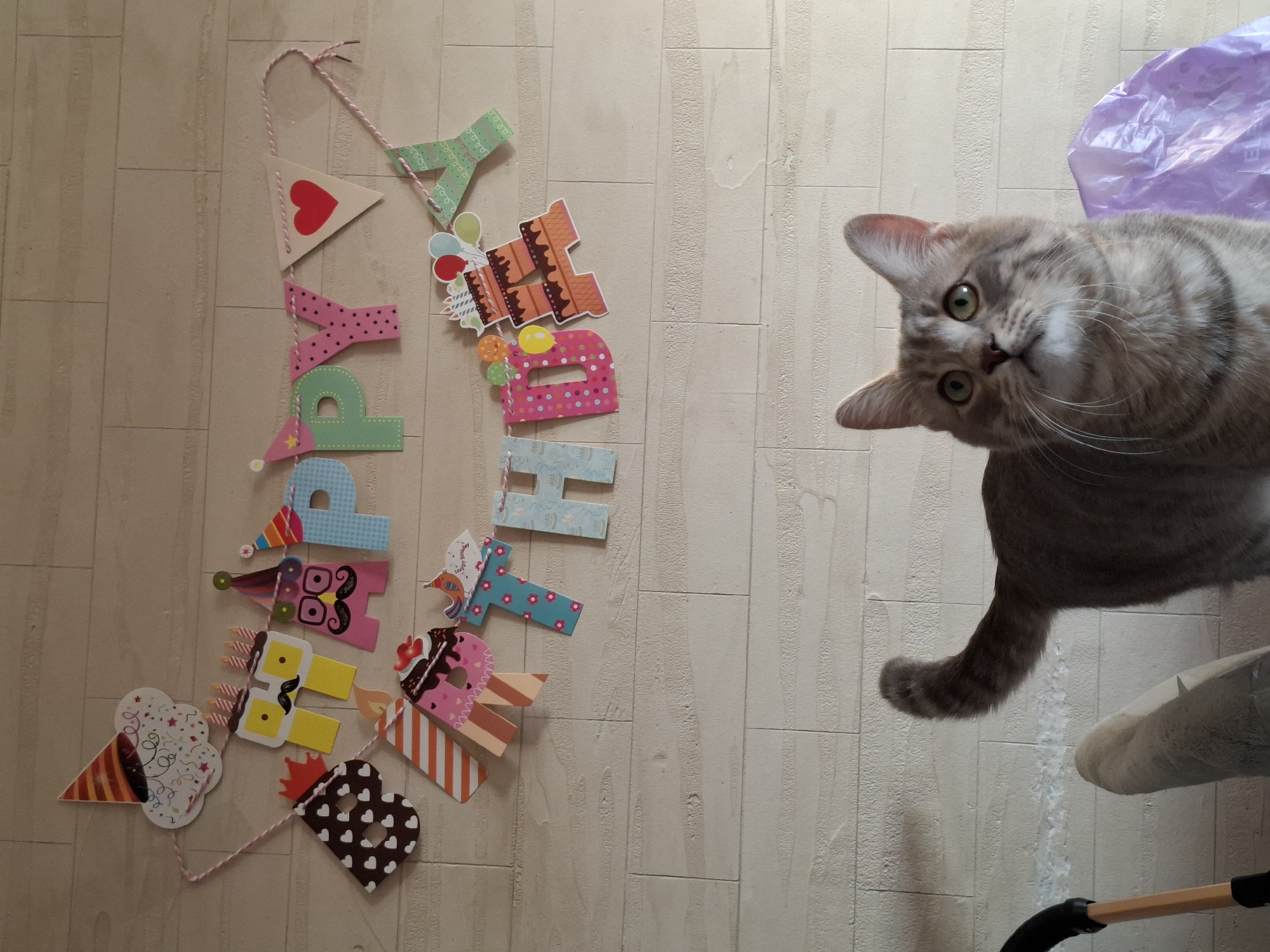 The image shows a gray tabby cat next to a "Happy Birthday" banner on a light-colored, wood-look tiled floor. The banner is composed of colorful, patterned paper shapes spelling out "Happy Birthday" connected by a pink and white string. The cat is looking at the camera with its head tilted. A piece of purple plastic is visible near the cat's head. A cat tree or other cat-related object is also visible in the bottom right corner. The location appears to be indoors, based on the flooring and lighting. There is no information to indicate a location in Novi Sad, Serbia.