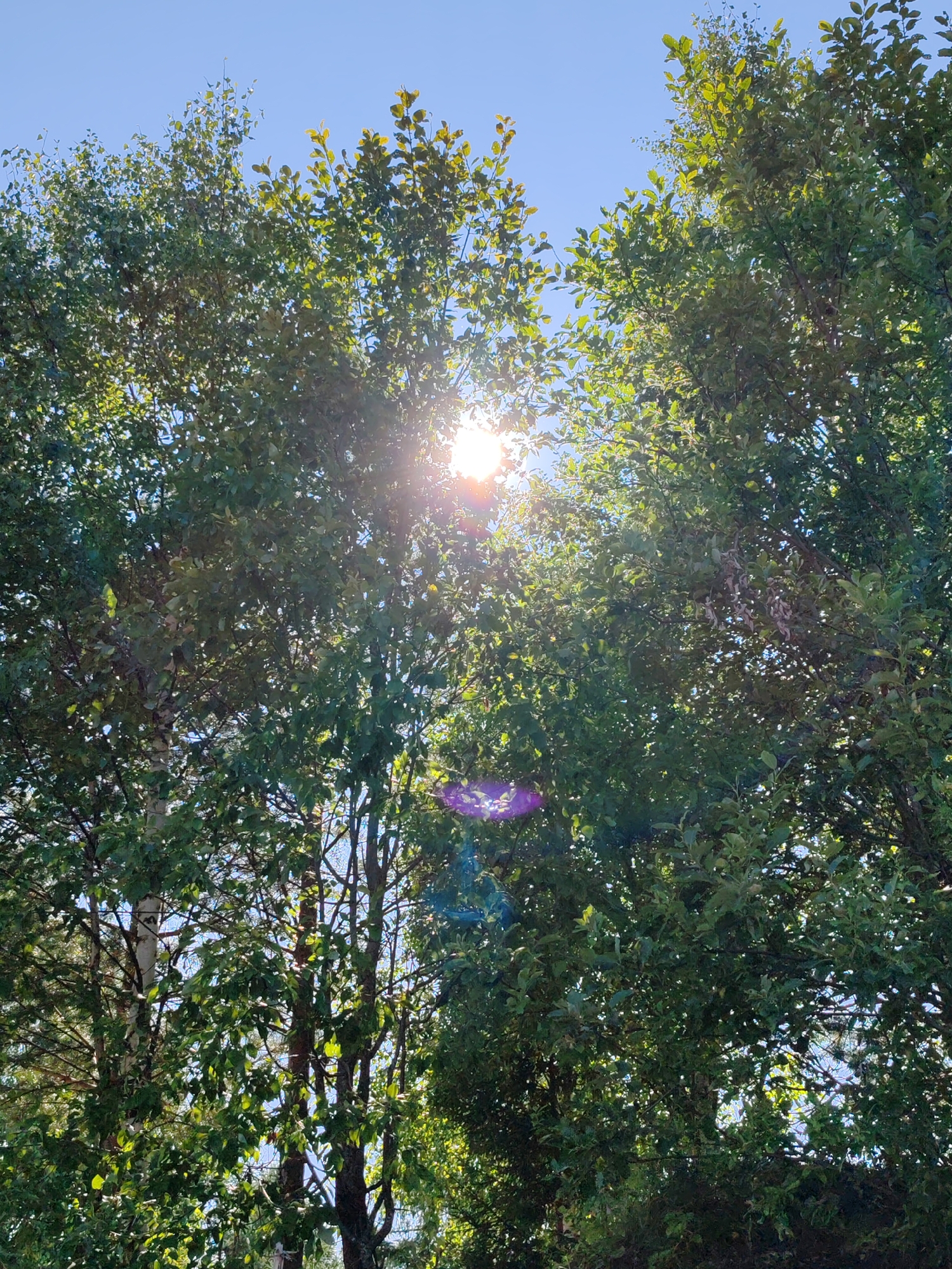 The image displays a view looking upwards through the dense green foliage of trees against a clear blue sky. Sunlight filters through the leaves, creating bright spots and a lens flare effect. The scene appears to be outdoors, possibly in a park or forest area, with the presence of birch trees with distinctive white bark visible among the darker trees. The overall impression is one of a bright, sunny day in a natural setting. No people, specific landmarks, or indications of urban activity are present. The location is identified as Chukhlom, Russia.