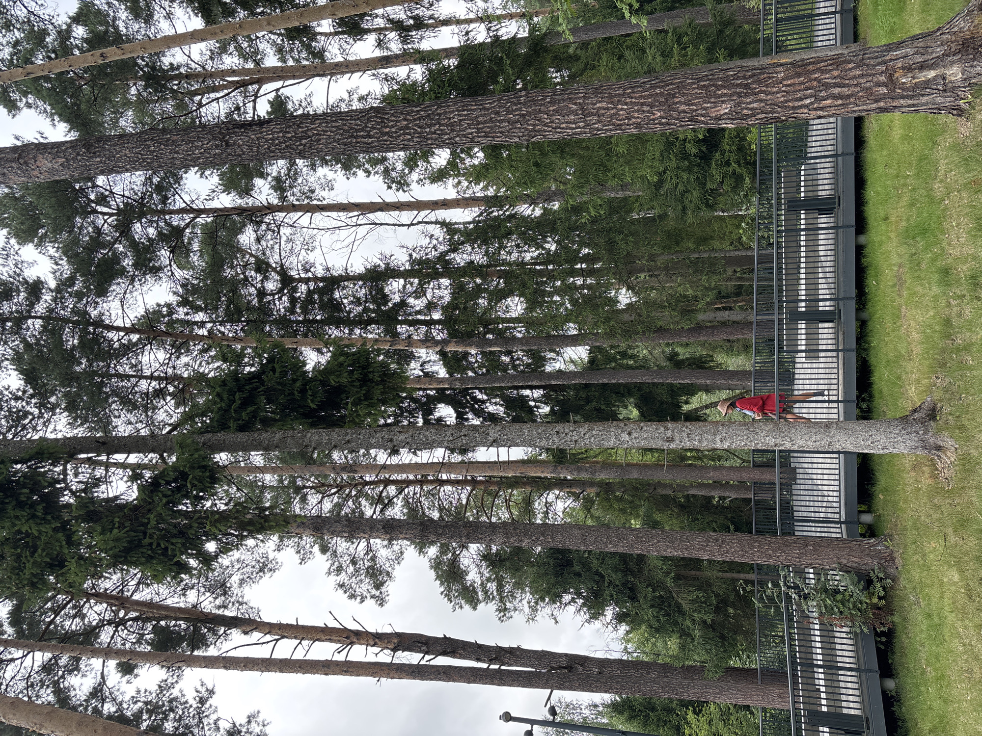 A low-angle shot shows a person walking on a wooden boardwalk that winds through a forest of tall pine and spruce trees. The sky is overcast. The boardwalk has dark grey railings and a light-colored wooden surface. A person in a red jacket and a straw hat is walking away from the camera towards the right of the frame. The ground in front of the boardwalk is covered in green grass. The location is Pavlovskaya Sloboda, Russia.