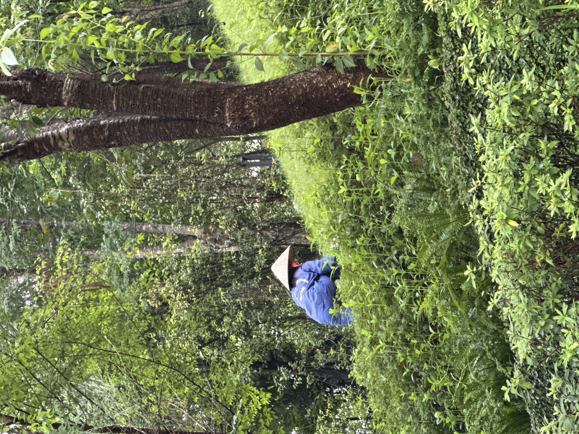 This image, captured in Mu Cang Chai, Vietnam, presents a verdant, hilly landscape with a solitary individual engaged in work. In the middle ground, a person is observed from the rear, crouched down on a green slope, appearing to tend to the dense vegetation. The individual wears a blue long-sleeved uniform or work suit and a traditional conical hat (nón lá), with a small red accent visible near the neck/face area. The environment is characterized by an abundance of lush green foliage, including various shrubs, ferns, and tall herbaceous plants that cover the hillside. A prominent tree with dark, ridged bark stands vertically on the right side of the frame. The background consists of a dense forest with numerous trees and light green canopies. A dark, vertical pole-like structure is faintly discernible through the trees in the upper left background. The scene conveys a sense of human activity within a rich natural setting.