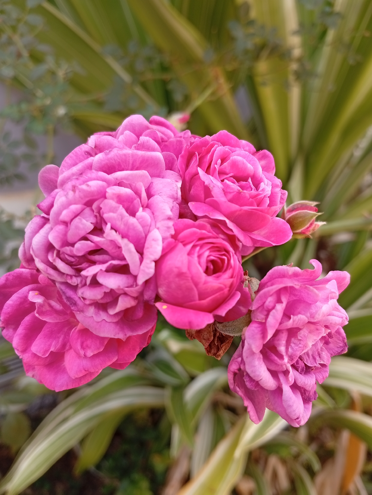 A close-up, eye-level, vertical shot focuses on a cluster of vibrant pink roses in full bloom. The flowers are the primary subject, with their delicate petals arranged in intricate patterns. A few rose buds, still tightly closed or partially open, are also visible, one with hints of red at its tip. The roses are set against a softly blurred background of lush green foliage, characterized by long, striped leaves, suggesting an outdoor garden setting. The lighting appears natural, casting soft shadows and highlighting the textures of the petals. The overall impression is one of natural beauty and gentle growth. This scene is set in Gura Top, Nigeria.