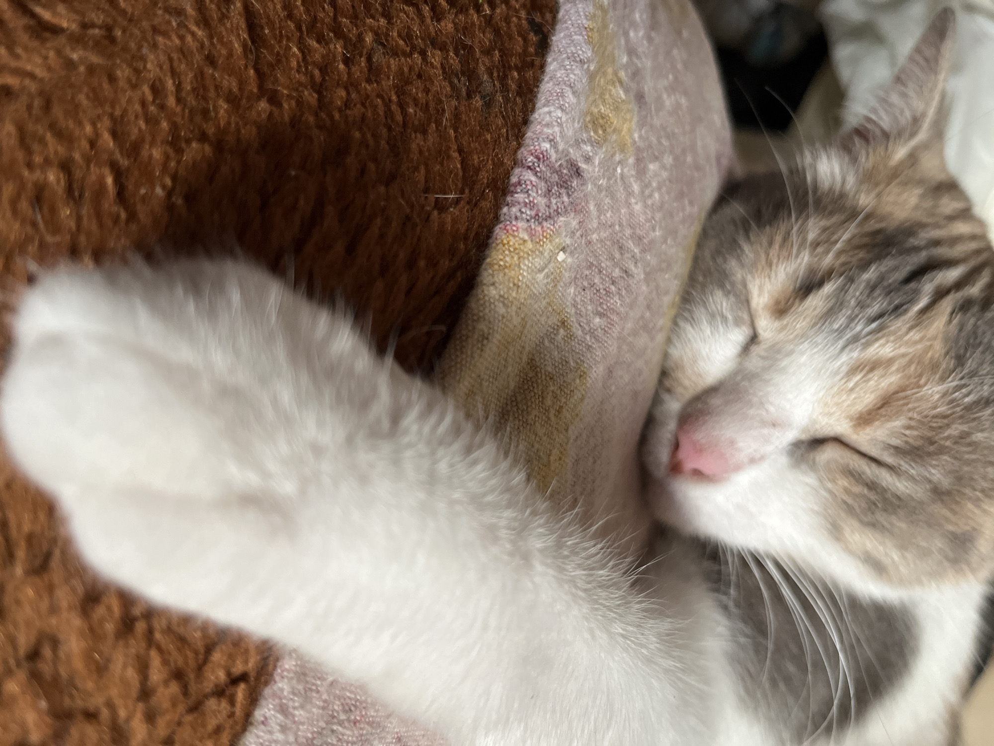 The image displays a close-up, low-angle shot of a sleeping calico cat. The cat is resting on a textured, reddish-brown surface, possibly a blanket or rug, and a lighter, patterned fabric. The cat's face is visible, with its eyes closed, and its pink nose is prominent. A white paw with visible fur texture extends into the foreground. The cat has patches of white, grey, and ginger fur on its head and body. The background is blurred, but suggests an indoor environment with soft furnishings. There is no indication of the cat's location within the city of Dnipro, Ukraine.