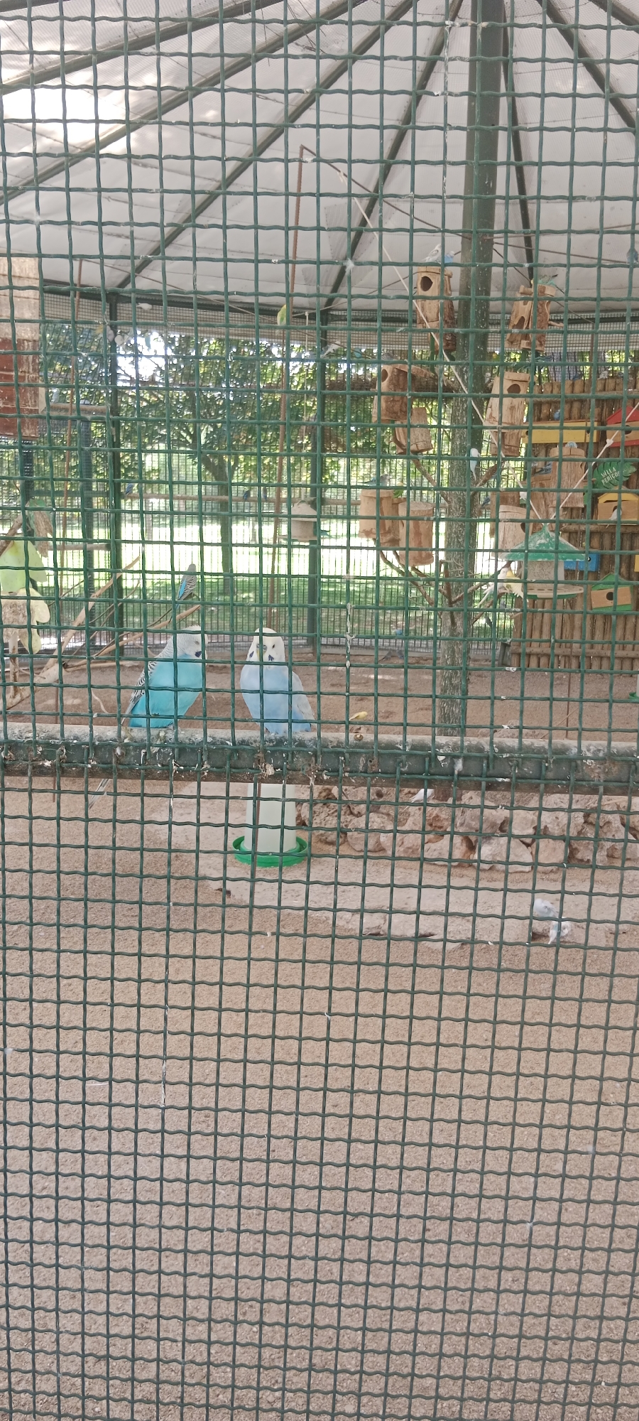 This image depicts an outdoor aviary, likely at a zoo or wildlife park, with a focus on the birds housed within. The aviary is enclosed by a green metal mesh fence, through which the interior is visible. Inside, several budgerigars, a type of small parrot, are present. Two prominent budgerigars, one a vibrant turquoise and the other a pale blue, are perched on a horizontal bar in the foreground. They are facing forward and appear to be looking towards the viewer.
The aviary floor is covered in sand and scattered with small stones and debris. In the background, more budgerigars can be seen scattered amongst wooden nesting boxes attached to branches and poles. Some of these nesting boxes are simple hollowed-out logs, while others are more elaborate, multi-compartment structures. A green and white bird feeder is also visible on the ground. Beyond the aviary, trees and foliage suggest a natural or park-like setting.
The lighting suggests it is daytime, with diffused sunlight. The scene is static, with no apparent action or interaction between the birds and any human observers. The overall impression is one of a contained environment for avian species.
While the image itself does not explicitly provide location information, the query requests its inclusion and specifies "the city of Torrejón de Ardoz, Spain." Therefore, this scene is contextually identified as being located in Torrejón de Ardoz, Spain.