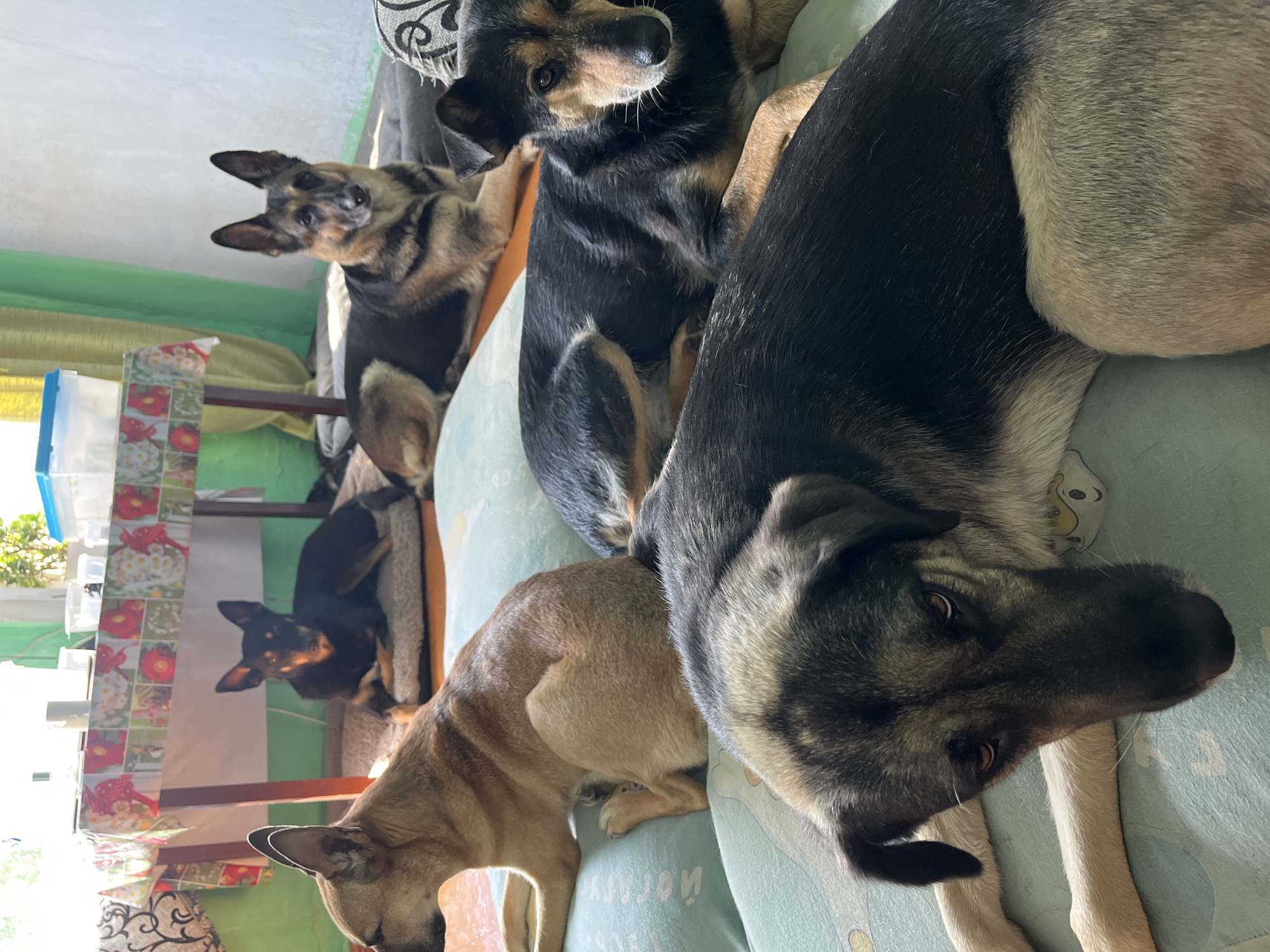 Four dogs are resting on floor cushions in an indoor setting. In the background, a table with a floral tablecloth is visible, as is a green curtain. The room appears to be well-lit, possibly due to natural light from a window. There are no people present in the image.