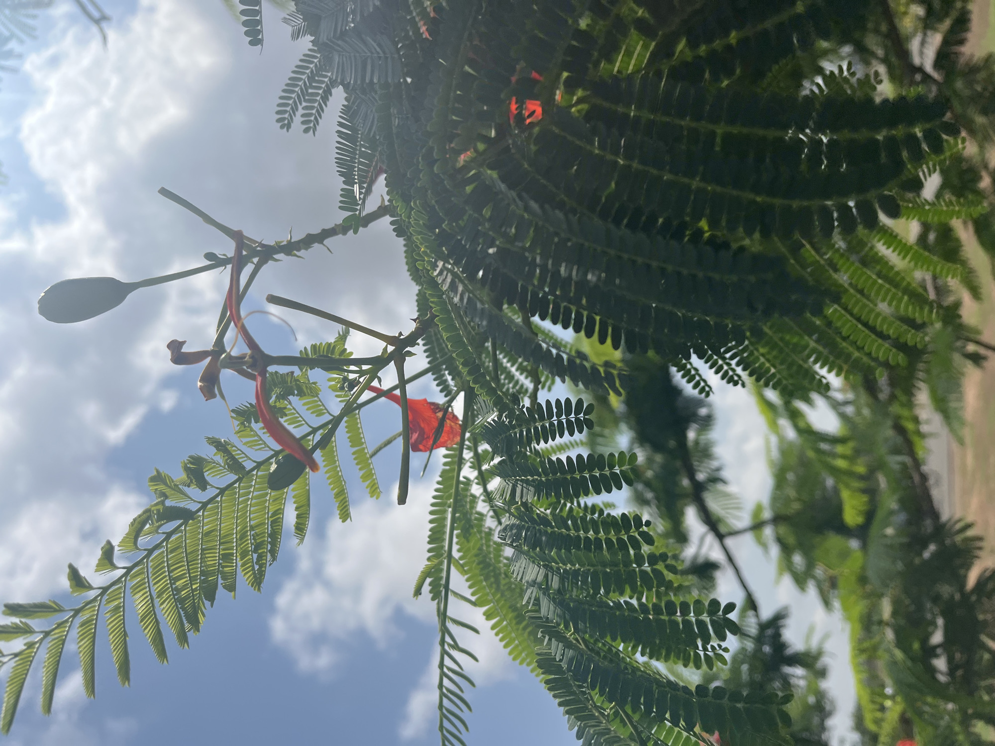 In the city of Barako, Nigeria, this image captures a close-up view of a tree branch against a bright, partly cloudy sky. The branch is adorned with numerous small, green leaves, arranged in a feathery pattern. A few vibrant red petals are visible among the leaves, suggesting the presence of a flowering tree, likely a Poinciana or Flamboyant tree, known for its brilliant red blooms. One flower bud is also visible, elongated and greenish-white. The sunlight filters through the leaves and branches, creating a dappled effect and highlighting the textures of the foliage. The background shows a soft blur of the sky, with scattered white clouds against a clear blue expanse. Hints of distant greenery and a hazy ground level suggest an outdoor setting, possibly a park or a garden within the urban landscape of Barako. There are no people or animals depicted in the scene.