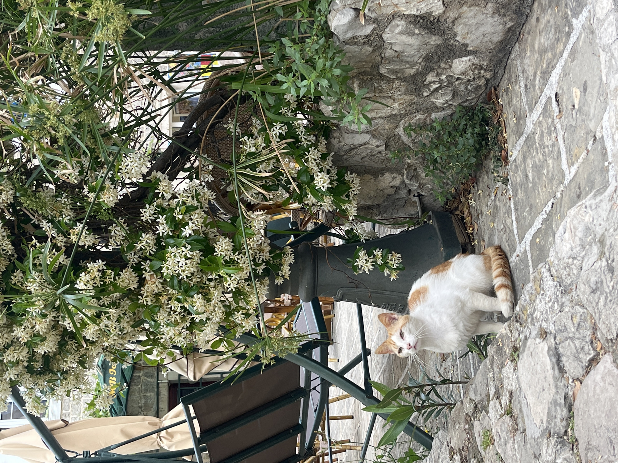 A tan and white cat sits on the paving stones of a street in Budva, Montenegro. The cat’s body faces to the left, but its head is turned to face the viewer. The cat has a tan tail, tan ears, and a few tan splotches on its white body. Behind the cat is a stone wall. In the foreground, a green metal patio chair with a tan upholstered seat sits in front of a blooming jasmine plant. The jasmine plant has small, white, star-shaped flowers. In the background, a glimpse of a building is visible.