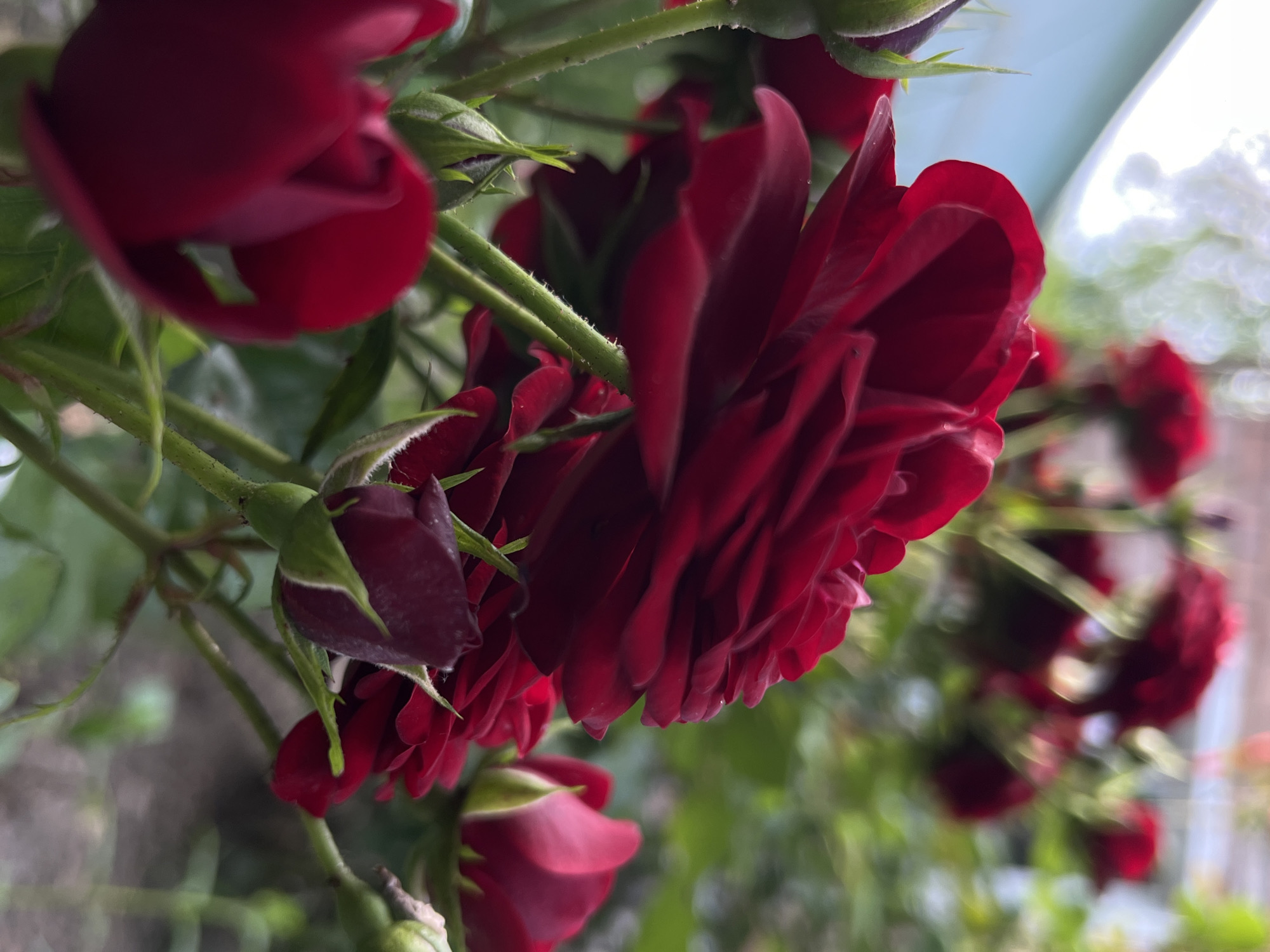 In Novopokrovskaya, Russia, a close-up, low-angle shot captures a cluster of deep red roses and their buds against a softly blurred background. The foreground is dominated by a large, partially open rose, its velvety petals unfurling in rich crimson. Several smaller buds, tightly furled and capped with green sepals, are interspersed among the blooms, some showing hints of the dark red color within. The rose stems are visible, adorned with small, sharp thorns and fine, downy hairs, all rendered in sharp focus. Beyond the immediate blossoms, a soft-focus backdrop reveals more roses and lush green foliage, with a hint of a light blue structure or wall on the left side of the frame, and a bright, hazy sky or diffused light source at the top. The overall impression is one of natural beauty and delicate detail, with a focus on the textures and colors of the roses.