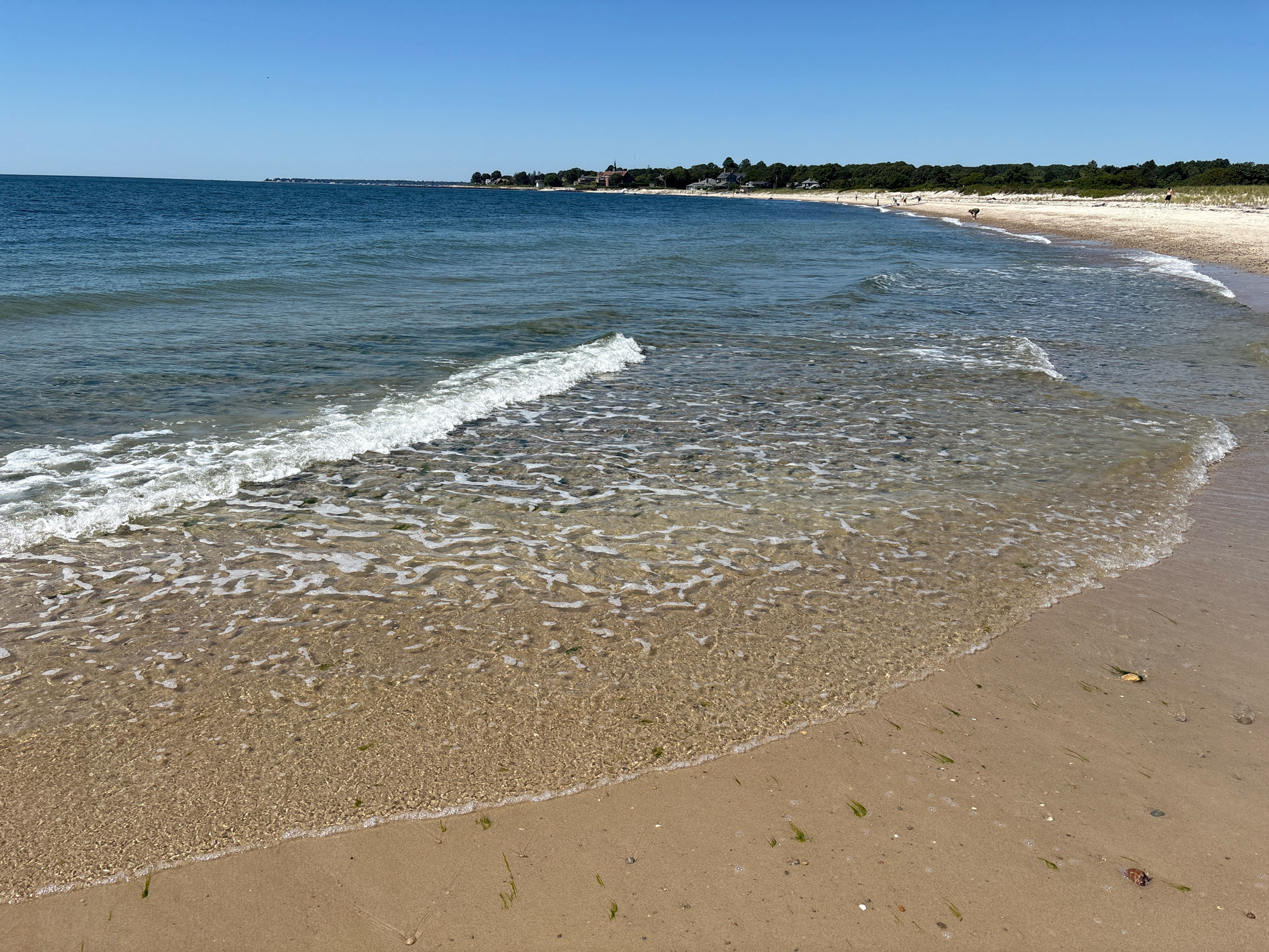 A broad, low-angle shot captures a sunny day at a beach with calm, clear water lapping onto a sandy shore. The water is a deep blue, transitioning to a lighter, translucent turquoise near the shore, revealing the sand and pebbles beneath the surface. Gentle waves create white foam as they reach the beach, where small strands of green seaweed are scattered across the tan sand. In the distance, a tree-lined coastline is visible, with several buildings and houses nestled among the trees, suggesting a developed area. The sky above is a clear, bright blue, indicative of fair weather. A few distant figures can be seen walking along the beach, but their details are indistinct. The scene conveys a peaceful, tranquil atmosphere. The location is not specified in the image or any associated metadata, therefore no specific city in the United States of America can be identified.