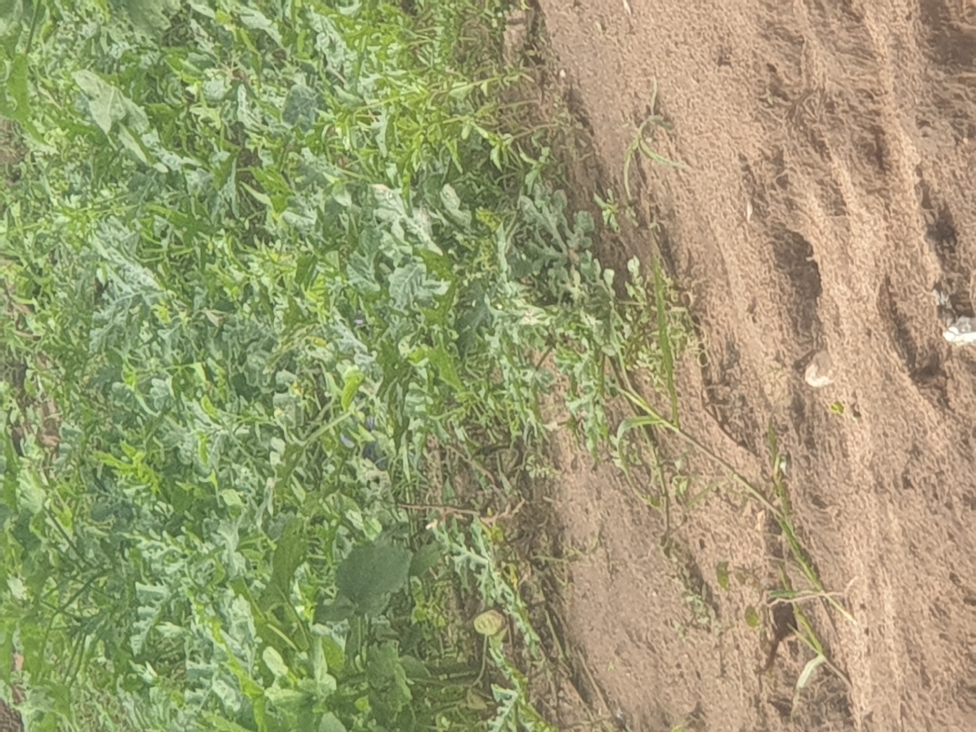 The image shows a field of watermelon plants in Jalingo, Nigeria. The plants are lush and green, with broad leaves and vines spreading across the sandy soil. Some small, immature watermelons are visible amongst the foliage. The ground is dry and cracked in places, indicating a warm climate. The scene appears to be a rural agricultural setting.