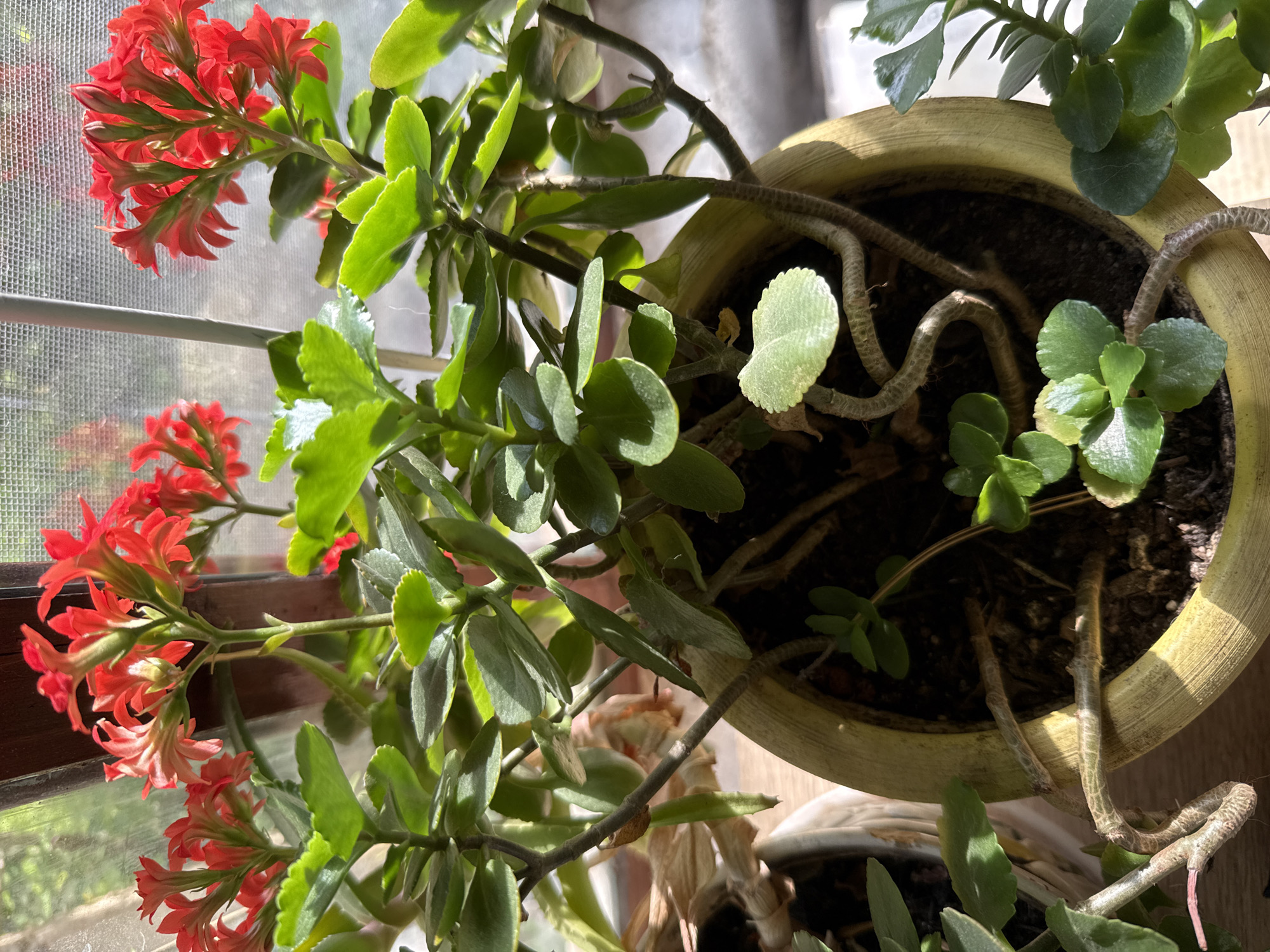 A Kalanchoe plant with red flowers, likely located in Varna, Bulgaria, is situated on a windowsill. The plant is potted in a light yellow ceramic pot. The stems of the plant are visible, and the leaves are green. The background shows a window screen and the suggestion of foliage outside. The plant is bathed in sunlight, suggesting daytime.
