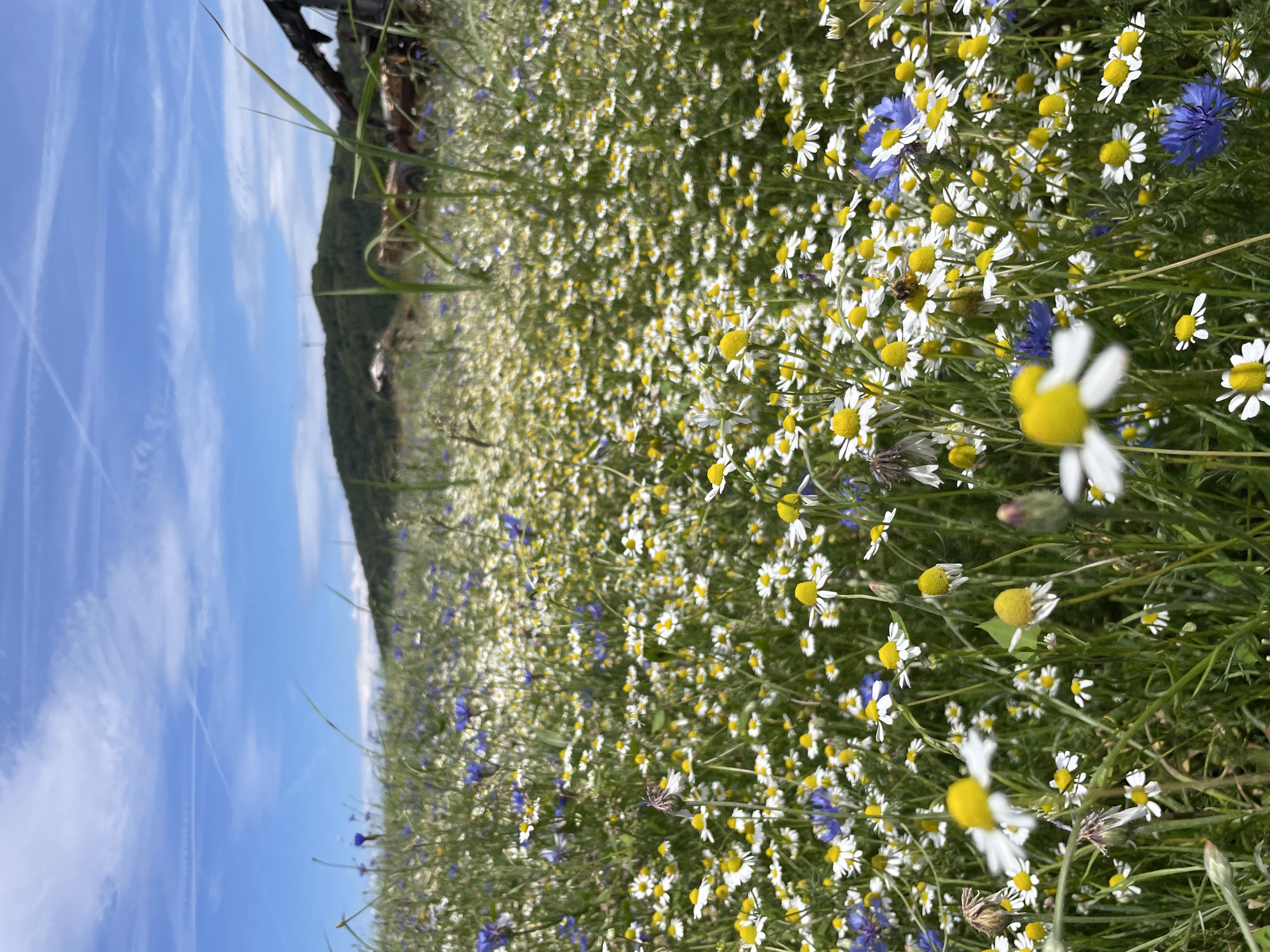 This is a medium-angle, eye-level, vertical, outdoor, daytime, wide shot of a wildflower meadow in Schwarzenborn, Germany. The meadow is densely populated with small, white daisy-like flowers with yellow centers, and interspersed with small blue cornflowers. In the background, there is a hill covered in green trees, and a bright blue sky with wispy white clouds. A part of a rusted metal object, possibly part of a vehicle or machinery, is visible in the upper right portion of the image. There are no people or animals clearly visible in the frame. The image appears to be taken in a rural or semi-rural area.