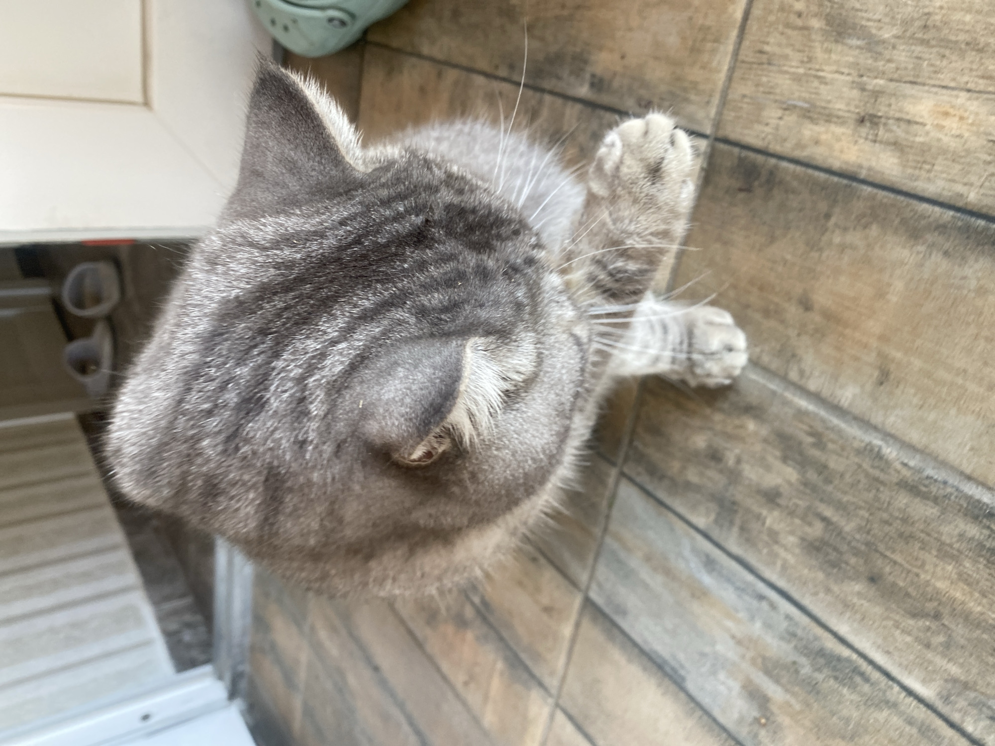 A medium shot captures a grey tabby cat with its head bowed, focusing on its face and paws, on a wooden-plank style tiled floor. The cat's fur exhibits typical tabby markings, with darker stripes against a lighter grey base. Its ears are perked slightly, and its eyes are partially closed. One of its front paws is raised slightly, revealing its claws and soft paw pads. The background is blurred, showing the corner of a room with a partially visible doorway, a white door frame, and what appear to be light-colored slippers on the floor in the distance. A portion of a pale green object, possibly a shoe or a piece of footwear, is visible on the far right edge of the frame. The lighting suggests an indoor environment, likely a hallway or entrance area, with natural light illuminating the scene from the left. The image appears to have been taken in Mykytyntsi, Ukraine, given the context.
