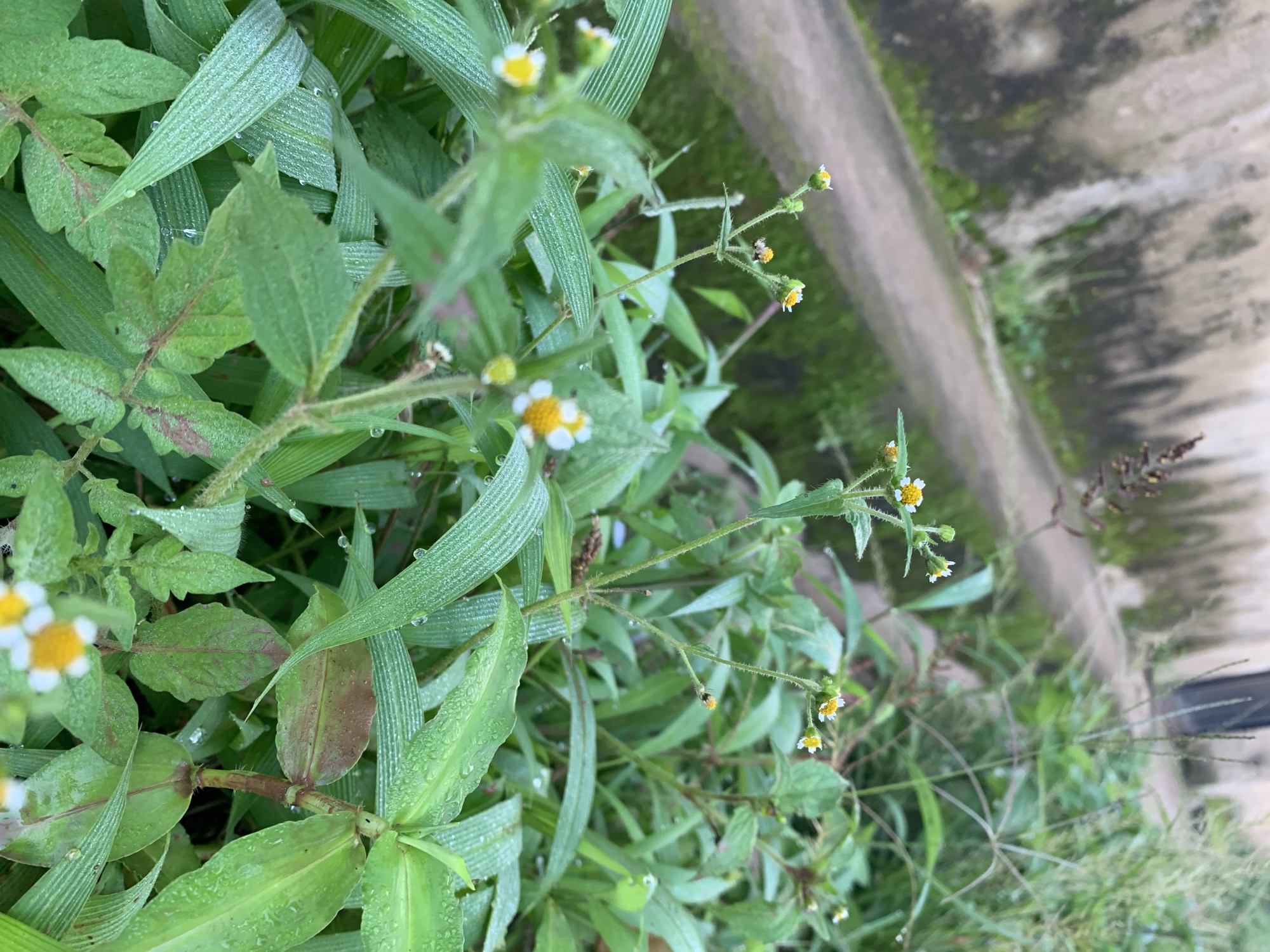 The image shows a close-up of wild daisies with dew drops on their petals, set against a background of green foliage and a textured, weathered concrete wall with patches of moss. A narrow, dirt path is visible, leading into the background where tall grass and other vegetation grow. The overall impression is one of a natural, uncultivated area within a possibly urban or semi-urban environment. The scene appears to be located in Rafin Par, Nigeria, an area characterized by such vegetation and infrastructure. No people are present in the image.