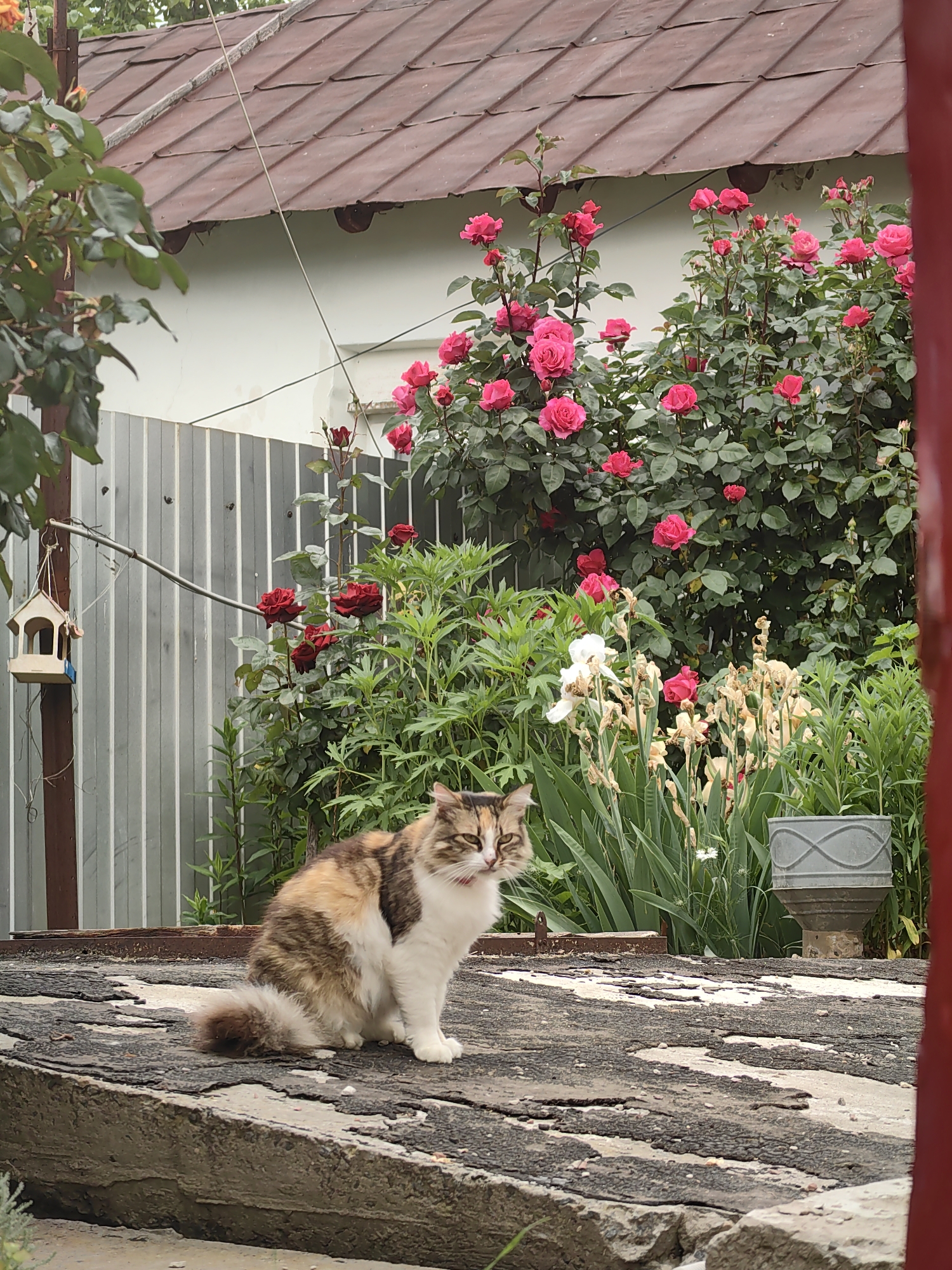 A fluffy, calico cat with white paws and a fluffy tail sits on a weathered, dark-colored surface. The cat has its tongue sticking out slightly and is looking to its left. In the background, a rose bush with vibrant pink roses is in bloom, with more roses, green leaves, and some dried stalks of flowers. Behind the flowers, a white wall and a brown, tiled roof are visible. To the left, a gray, striped fence and a wooden birdhouse hanging from a pole are present. The scene appears to be an outdoor garden or yard.