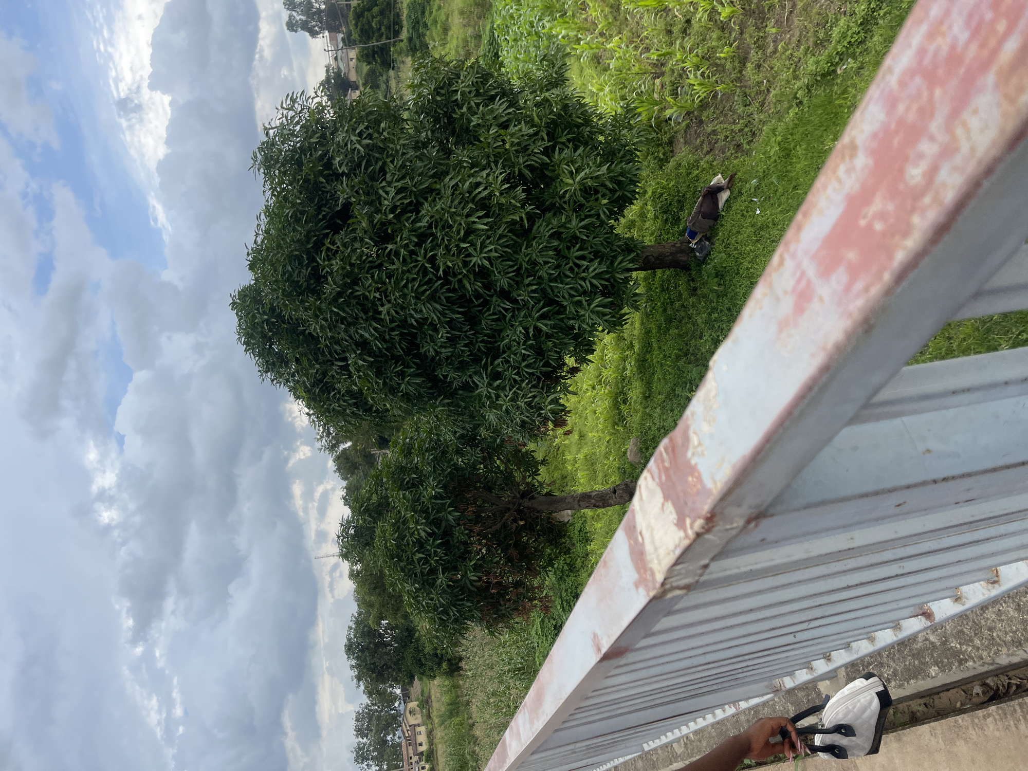 A medium shot shows a view from a bridge looking towards a rural landscape under a cloudy sky. In the foreground, a white railing with red and chipped paint runs along the bottom and right side of the frame. A person's hand, holding a white purse with black accents, is visible on the left side, near the railing. The middle ground features lush green grass, two large trees, and a field of young corn plants. A person is lying down asleep under the larger of the two trees, with dark clothing and a blue bag nearby. In the background, several buildings and more trees are visible on a gentle slope. The environment suggests an outdoor setting in a village or rural area, likely in Rafin Par, Nigeria.