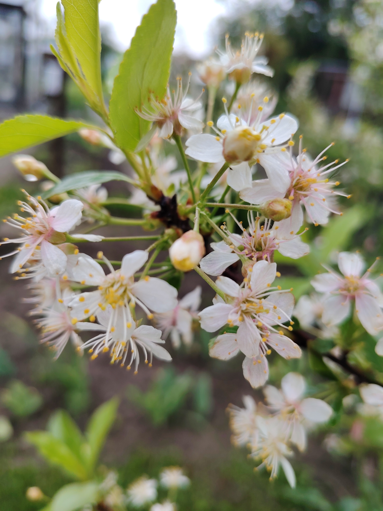 A close-up shot depicts a cluster of white flowers with slender, yellow-tipped stamens blossoming from a dark stem. Several unopened buds are visible, and small, green leaves are interspersed among the flowers. The background is blurred, hinting at foliage and greenery, suggesting a natural outdoor setting. The location is Unknown, Unknown.