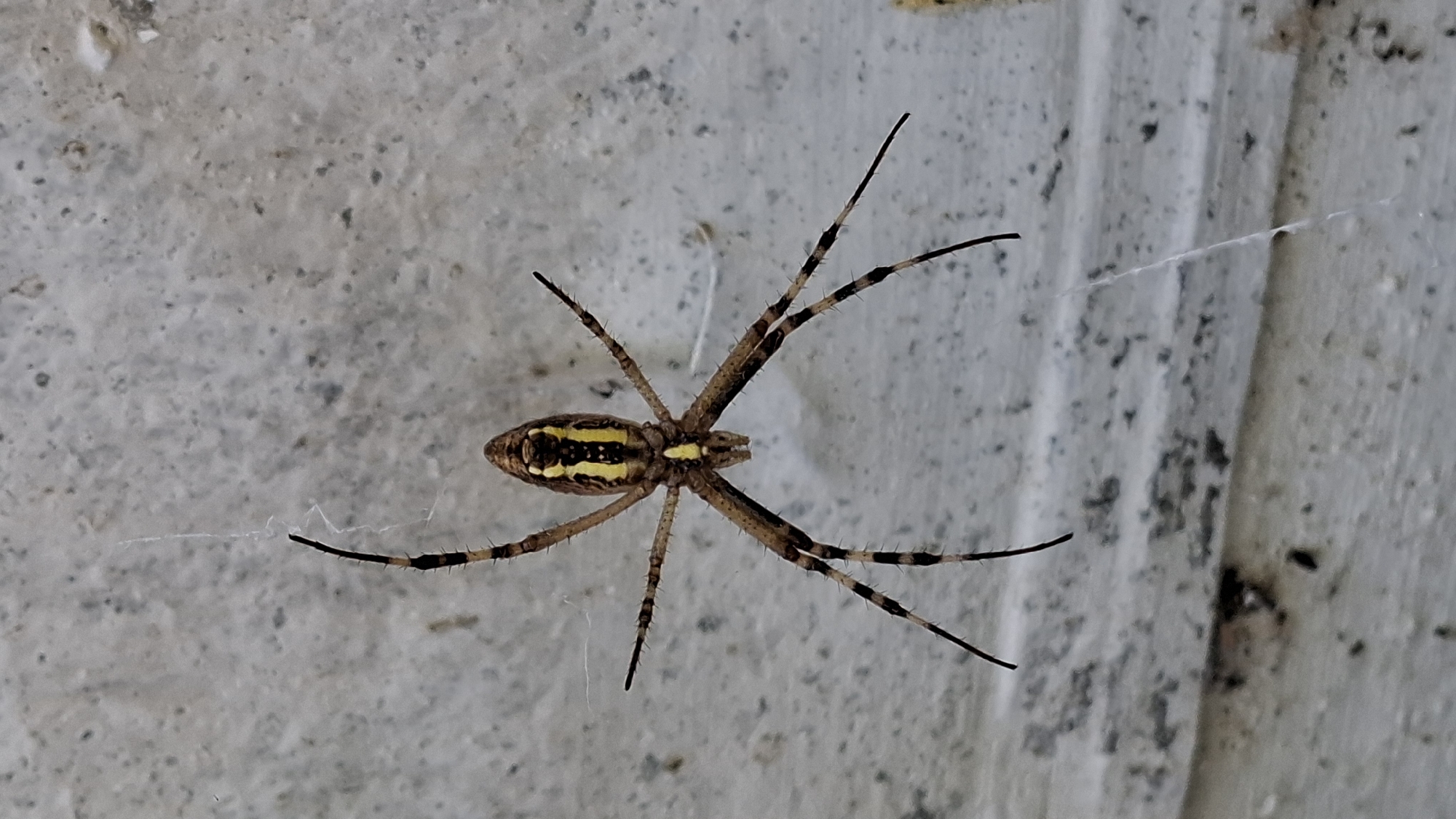 A spider, likely a banded garden spider (*Argiope trifasciata*), is suspended on a spiderweb against a textured, light-colored wall. The spider is dark brown with prominent yellow bands on its abdomen and legs. Its body is elongated, and its eight legs are spread wide. The spiderweb is visible as fine white threads. The wall appears to be an exterior surface, possibly part of a building, with a rough, slightly mottled texture. There are no people or other discernible objects in the immediate vicinity. The scene is static, with the spider stationary on its web. The location is specified as Шұбарсу, Kazakhstan.