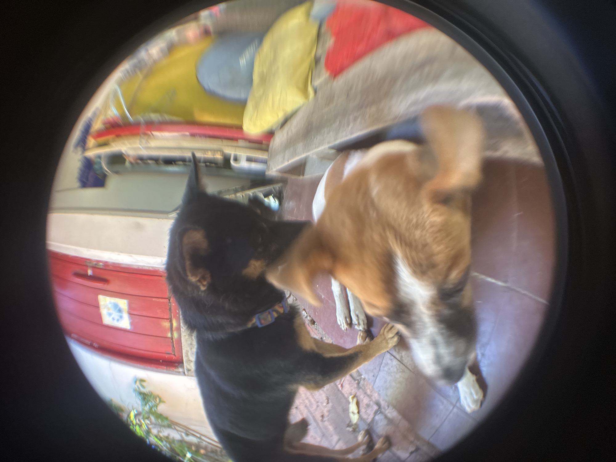 Two dogs are interacting on a tiled outdoor surface. The dog on the left is black with tan legs and is facing towards the right, with its hindquarters closer to the viewer. It is wearing a colorful collar. The dog on the right is predominantly tan and white, with its head down and body blurred as it is in motion. The background shows a red door with a yellow and blue sign, and some greenery. To the right of the dogs, there is a wooden bench and various colorful objects, possibly bags or cushions, including yellow and red ones. The scene appears to be in Mũi Né, Vietnam, suggested by the unique red door and the overall aesthetic of the outdoor area.