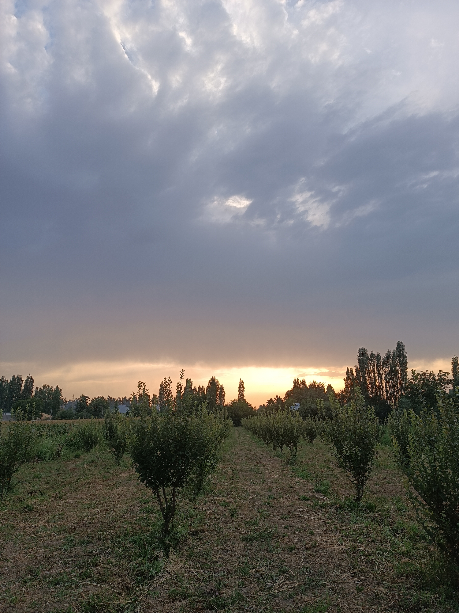 The image depicts a landscape scene at dusk in the vicinity of Myrza-Ake, Kyrgyzstan. The sky is filled with heavy, dark grey clouds, with a break in the center revealing a patch of lighter sky and the sunset's warm orange and yellow hues emanating from the horizon. In the foreground, a field is covered with dry grass and some sparse green vegetation. Rows of young, leafy trees are planted in an organized manner, extending into the distance. Beyond the field, a line of taller, slender trees forms a backdrop, with some scattered houses and structures visible amongst them. The overall impression is one of a rural or agricultural setting at the end of the day, under a dramatic sky. There are no people or animals visible in the frame.