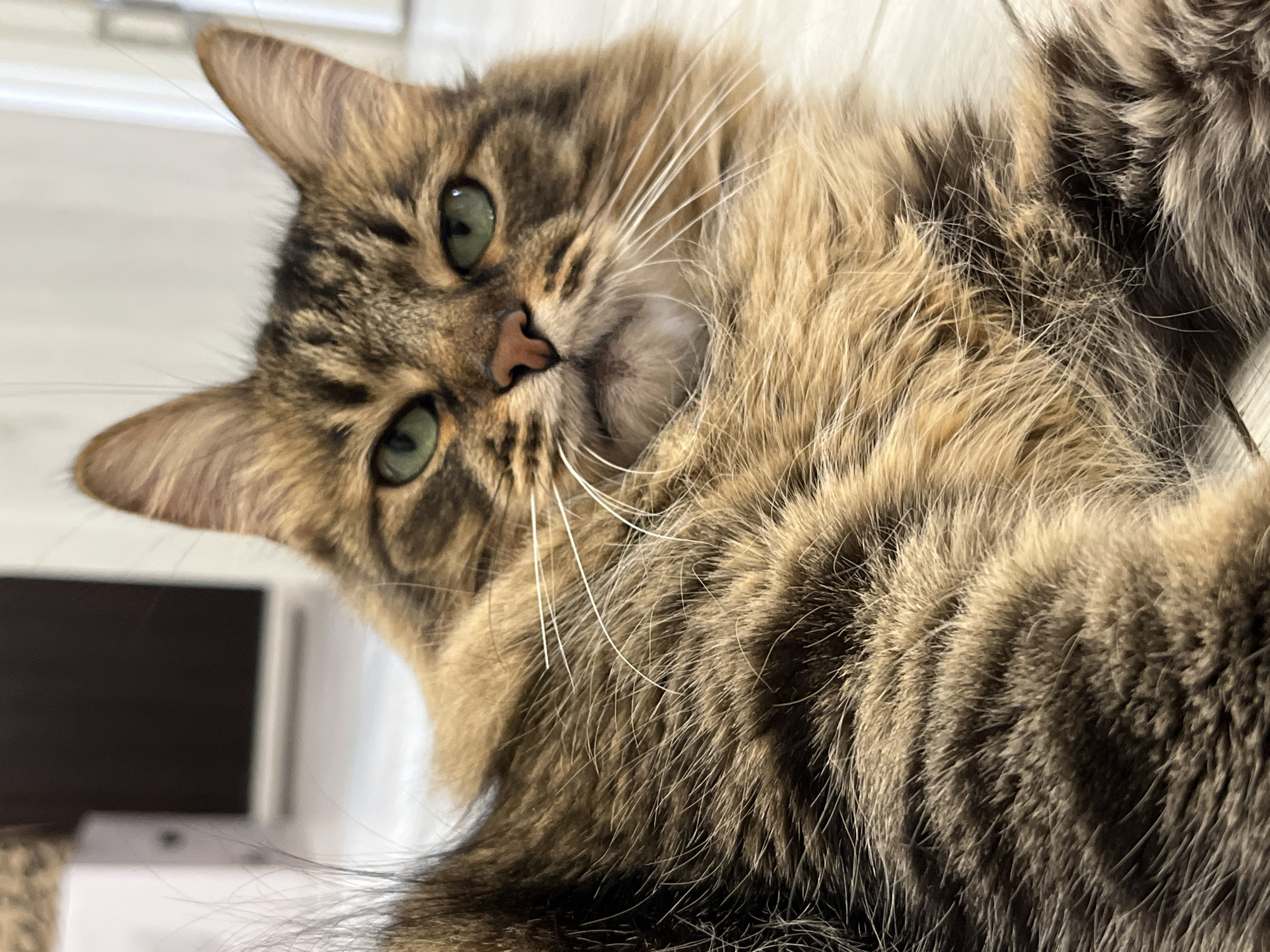 An extreme close-up, low-angle shot shows the face and chest of a long-haired tabby cat with green eyes and a pink nose. The cat is lying down on a light-colored floor, and its fur is a mix of brown, black, and tan. The background is out of focus, but appears to be a room with some furniture.