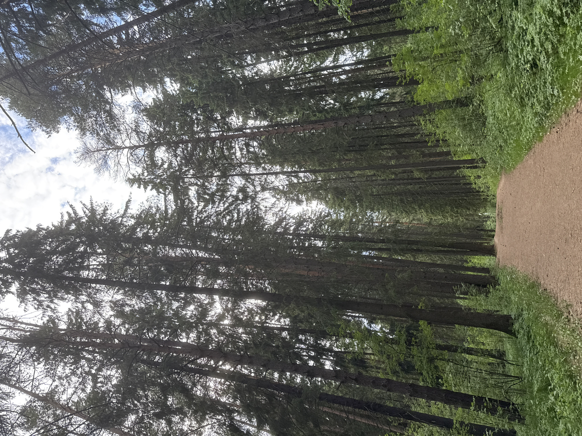 The image shows a dirt path running through a dense forest. Tall trees line both sides of the path, their canopies creating a dense overhead cover. Sunlight filters through the trees. The location is unknown.