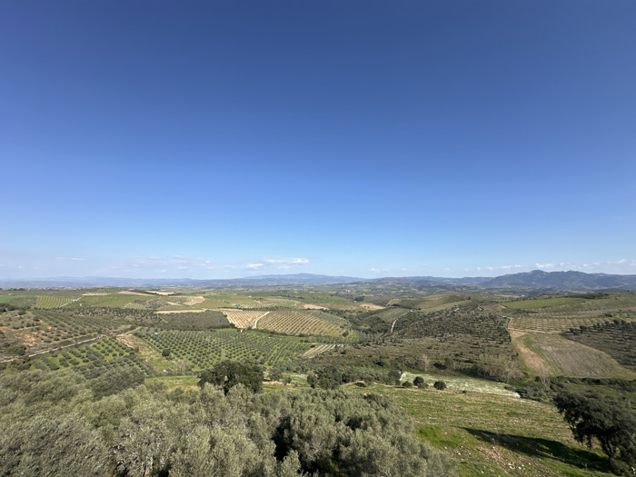 This image displays an expansive, elevated view of an agricultural landscape in Mirandela, Portugal, under a clear, cloudless blue sky. The upper half of the frame is occupied by an unblemished azure sky. The lower half reveals rolling, verdant hills extensively cultivated with olive groves.
In the foreground and midground, numerous olive orchards are visible, characterized by rows of trees with dense, grayish-green foliage, some appearing to be recently planted in structured grids while others are more mature. Interspersed among these groves are patches of lighter brown tilled soil and vibrant green fields, some containing small white flowering plants. Subtle, unpaved tracks or pathways are discernible winding through the cultivated areas. The terrain undulates, forming successive layers of hills receding towards the horizon. A distant mountain range, appearing lighter blue-green due to atmospheric haze, defines the far horizon line. No individuals, animals, or man-made structures are present within the frame. The lighting indicates a bright, sunny day.
