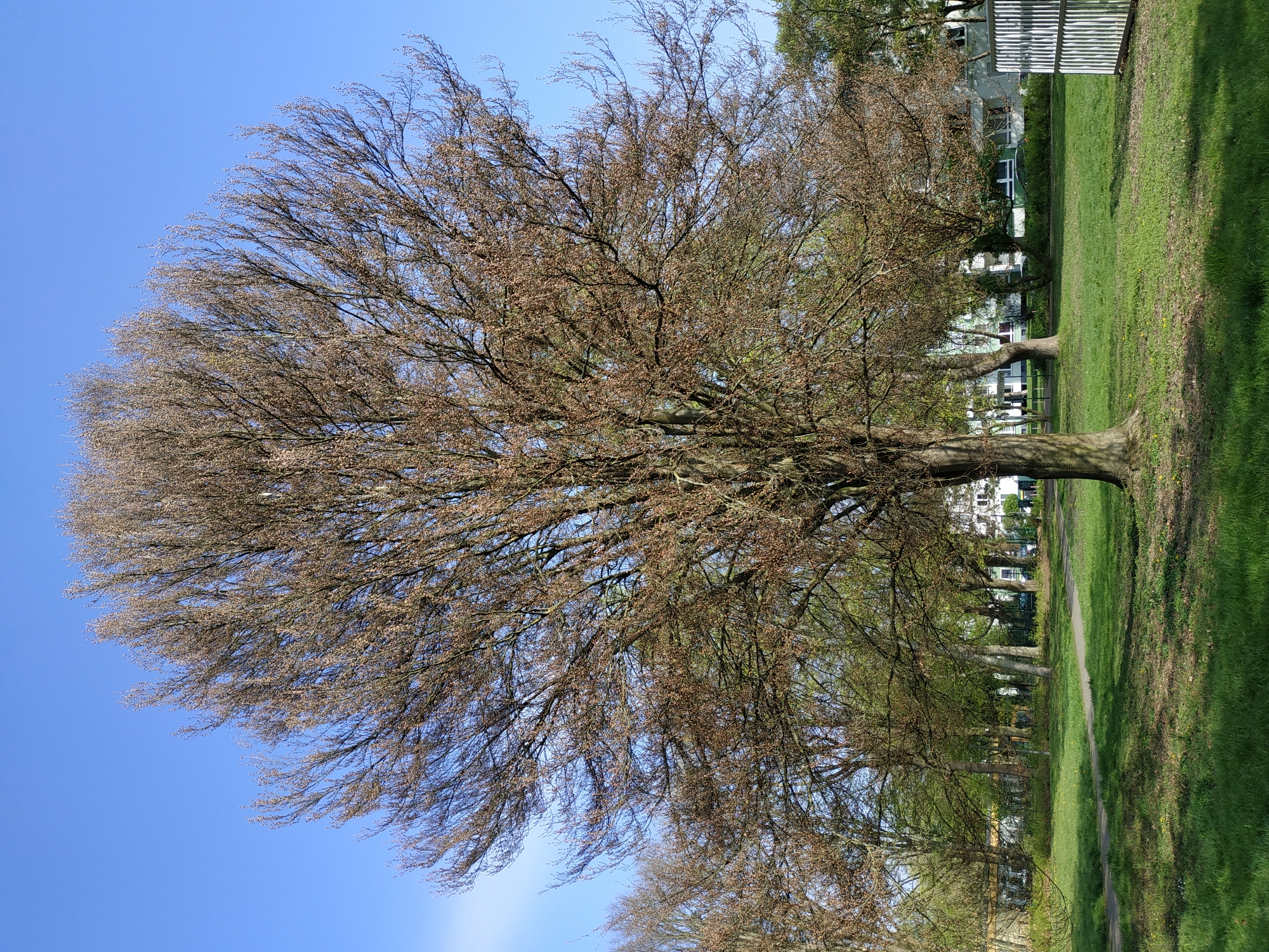 The image shows a large deciduous tree in a park-like setting. The tree has a broad canopy with many branches, most of which are bare or sparsely covered with brown leaves, suggesting it is late autumn or early spring. The trunk of the tree is thick and textured.
Behind the tree is a green lawn and a path running along the edge of the lawn. Further in the background are buildings, likely residential. A white fence is also visible. The sky is clear and blue. The photo was taken in Dortmund, Germany.