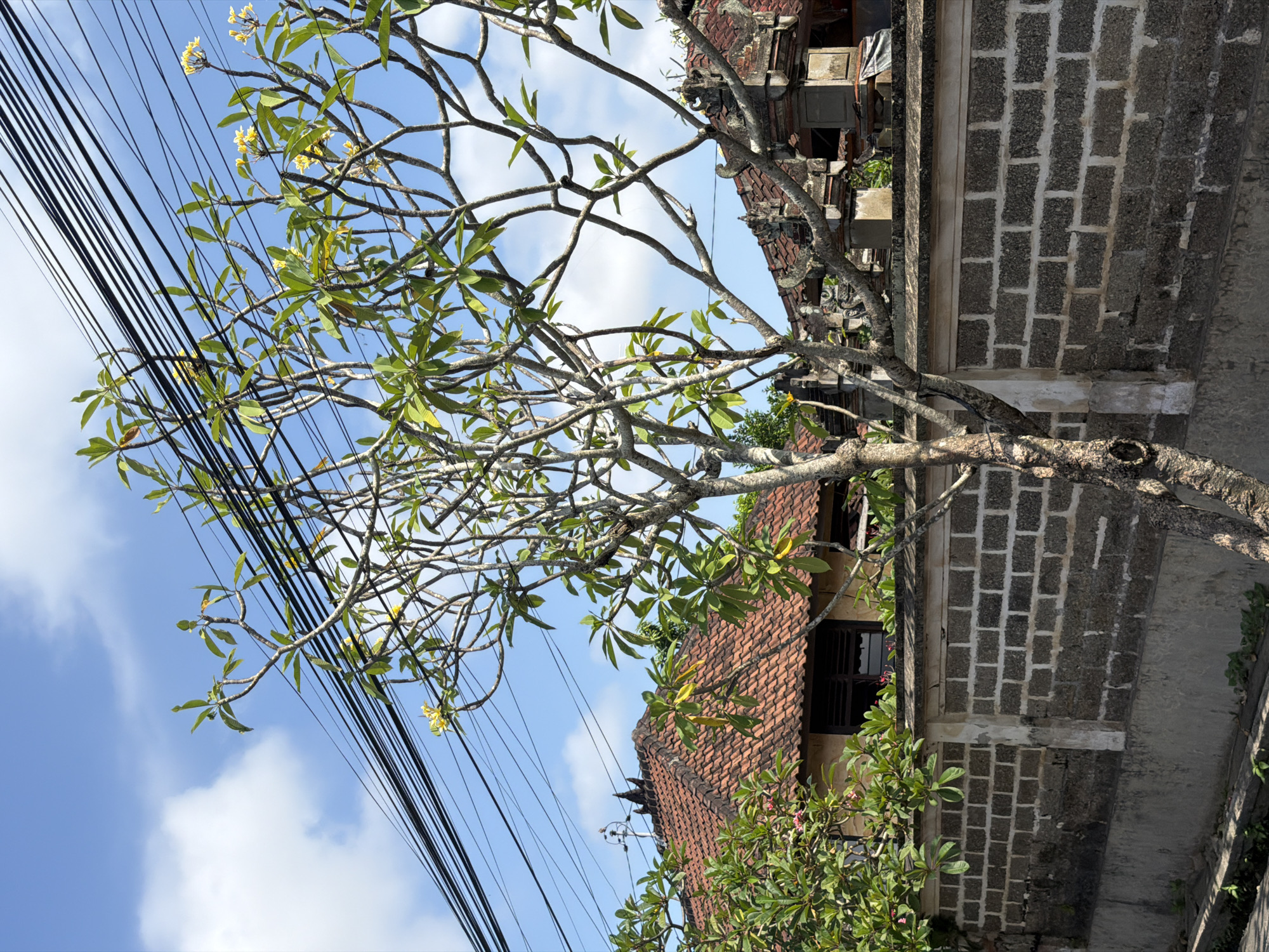 In Blahbatuh, Indonesia, a street scene unfolds under a bright, partly cloudy blue sky. In the foreground, the gnarled branches of a Frangipani tree, adorned with green leaves and a few yellow blossoms, stretch across the frame, partially obscuring the view. Behind the tree, a textured brick wall separates the foreground from the background. The wall is constructed of rough, dark grey bricks with lighter mortar lines, and it sits atop a lower, lighter grey concrete structure.
Beyond the wall, traditional Balinese architecture is visible. A building with a reddish-brown tiled roof, featuring intricate decorative elements on its eaves and pillars, suggests a residential or temple compound. The roof tiles are weathered and arranged in a classic pattern. Electrical wires crisscross the upper portion of the image, creating a stark, linear contrast against the sky and the organic shapes of the tree. No people are present in the scene. The overall impression is one of a vibrant tropical environment with a blend of natural elements and human infrastructure.