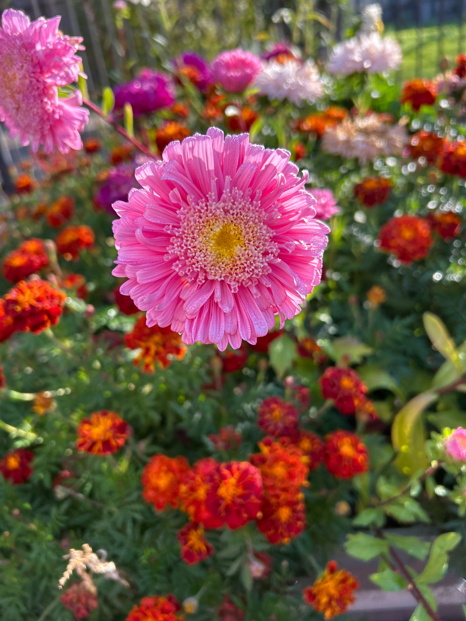 A close-up, high-angle outdoor shot features a vibrant pink aster flower in sharp focus in the foreground. The aster's delicate petals are adorned with dew drops, and its yellow center is clearly visible. Behind the main flower, a soft-focus garden scene unfolds. Numerous other flowers, primarily in shades of pink, orange, and red, are visible amidst lush green foliage. The background is blurred, suggesting a sunny day and possibly a shallow depth of field. The image appears to have been taken in a garden setting. No specific location in Tomsk, Russia, can be identified from the visual information alone.