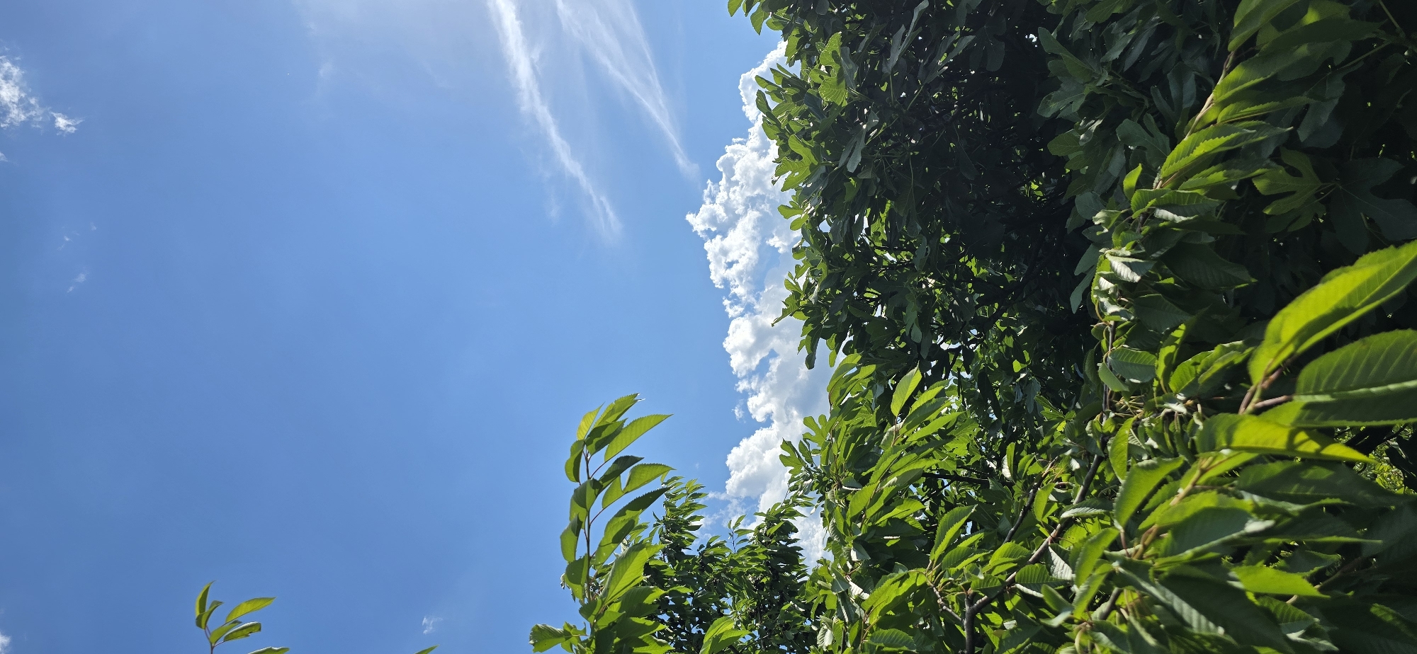 A low-angle vertical shot captures a bright blue sky with scattered white clouds. Lush green foliage from trees fills the bottom portion of the frame, with some leaves illuminated by sunlight. The scene is an outdoor environment, likely a park or garden, with no people or specific structures visible. The sunlight creates highlights and shadows on the leaves, suggesting a clear day.