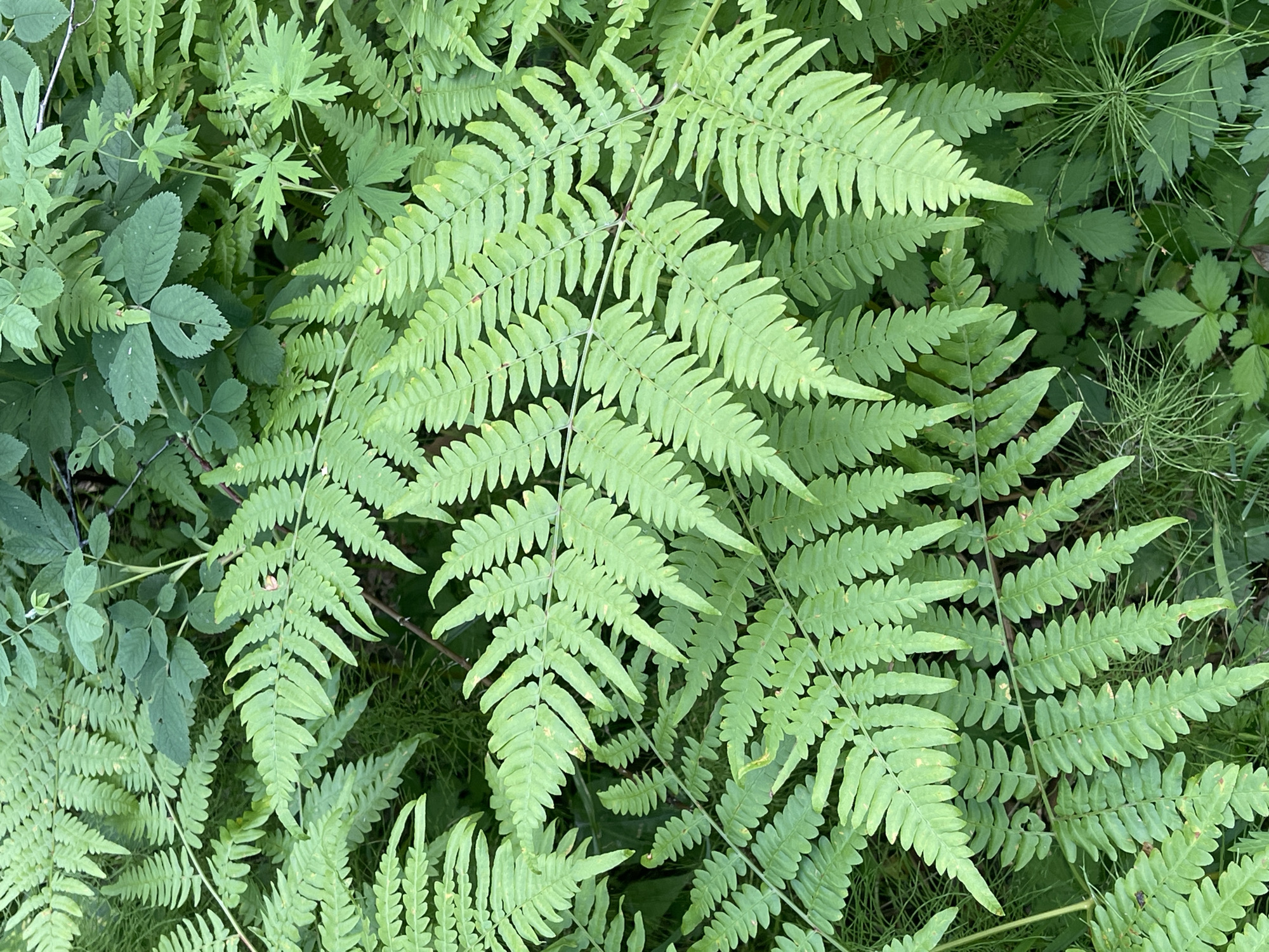The image is an overhead shot of a dense green undergrowth in a natural setting. The foreground is dominated by vibrant green fern fronds, showcasing their characteristic feathery leaves arranged in pairs along a central stem. These ferns are layered and overlapping, creating a textured visual. Interspersed with the ferns are other types of green foliage, including broader, serrated leaves of what appear to be a bush or shrub, and finer, grass-like plants. In the lower right and lower left of the image, there are distinct clusters of thin, needle-like stems, possibly horsetail plants. The lighting suggests an outdoor environment, likely with diffused sunlight filtering through a canopy. There are no people or man-made objects visible. The overall impression is one of a thriving, natural woodland floor. The provided context indicates this scene is located in the city of Krasnoyarsk, Russia, suggesting it's an urban green space or a park.